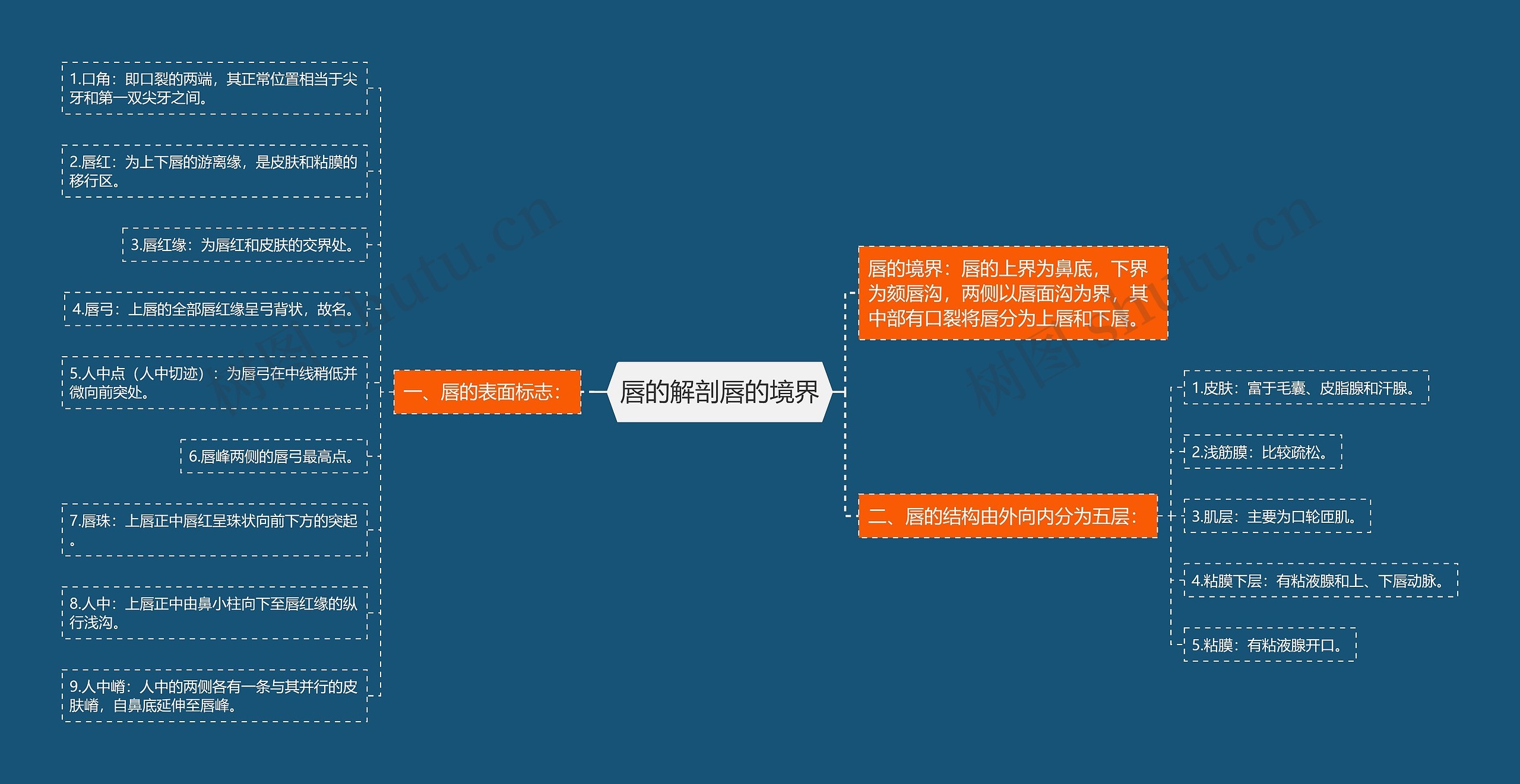 唇的解剖唇的境界 唇的解剖唇的境界