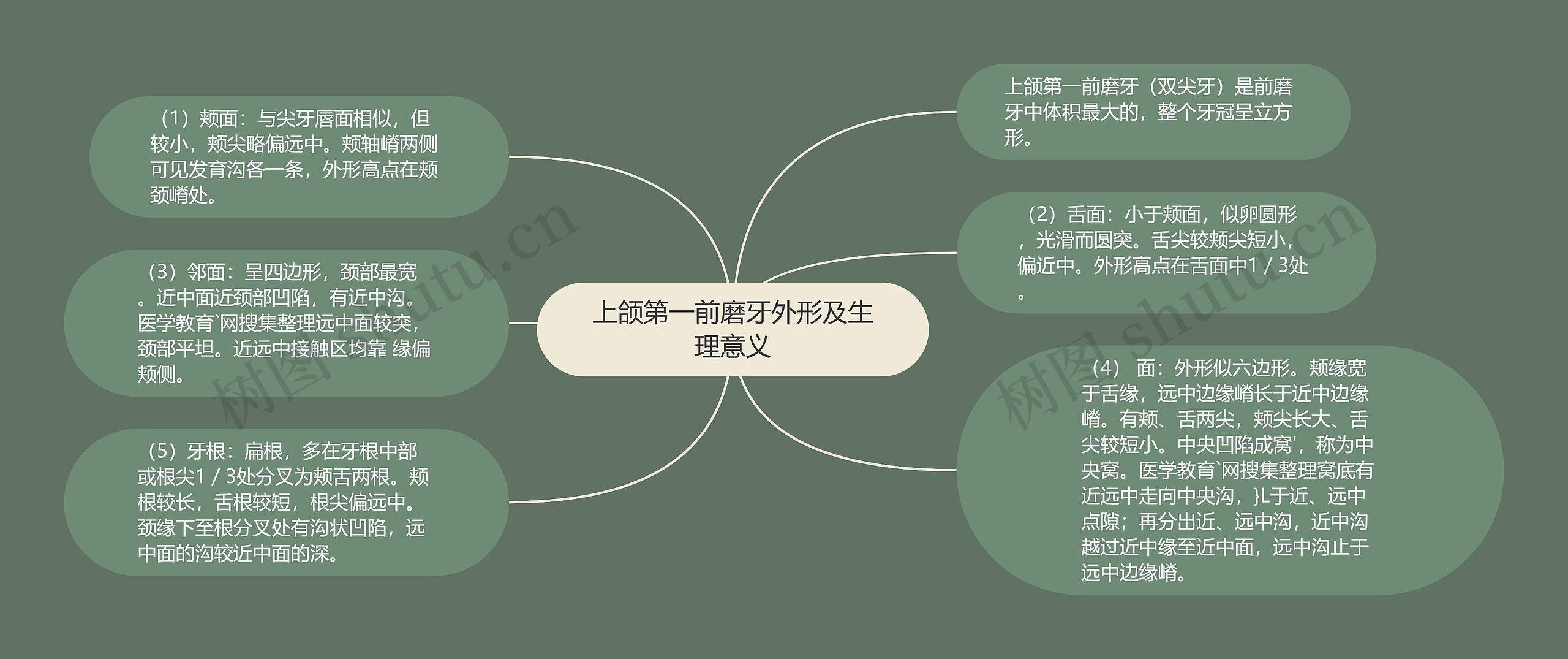 上颌第一前磨牙外形及生理意义思维导图