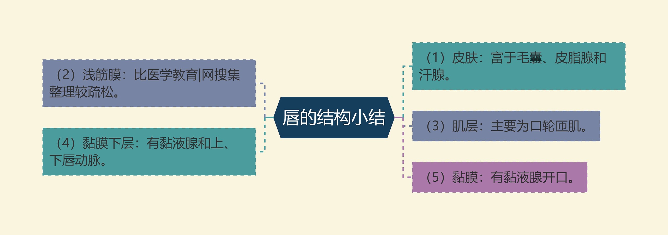 唇的结构小结思维导图