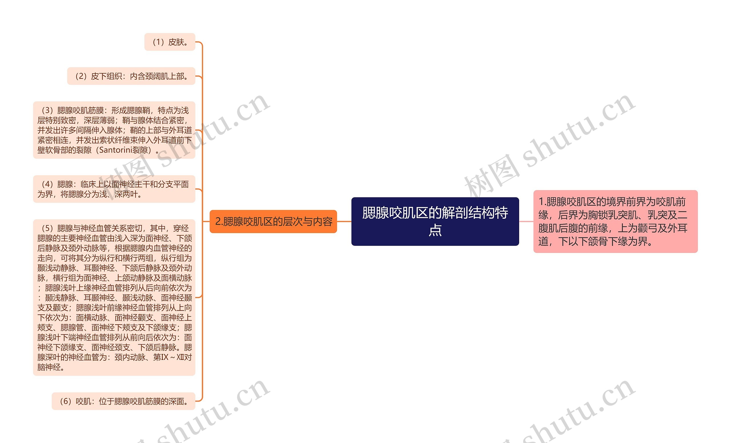 腮腺咬肌区的解剖结构特点