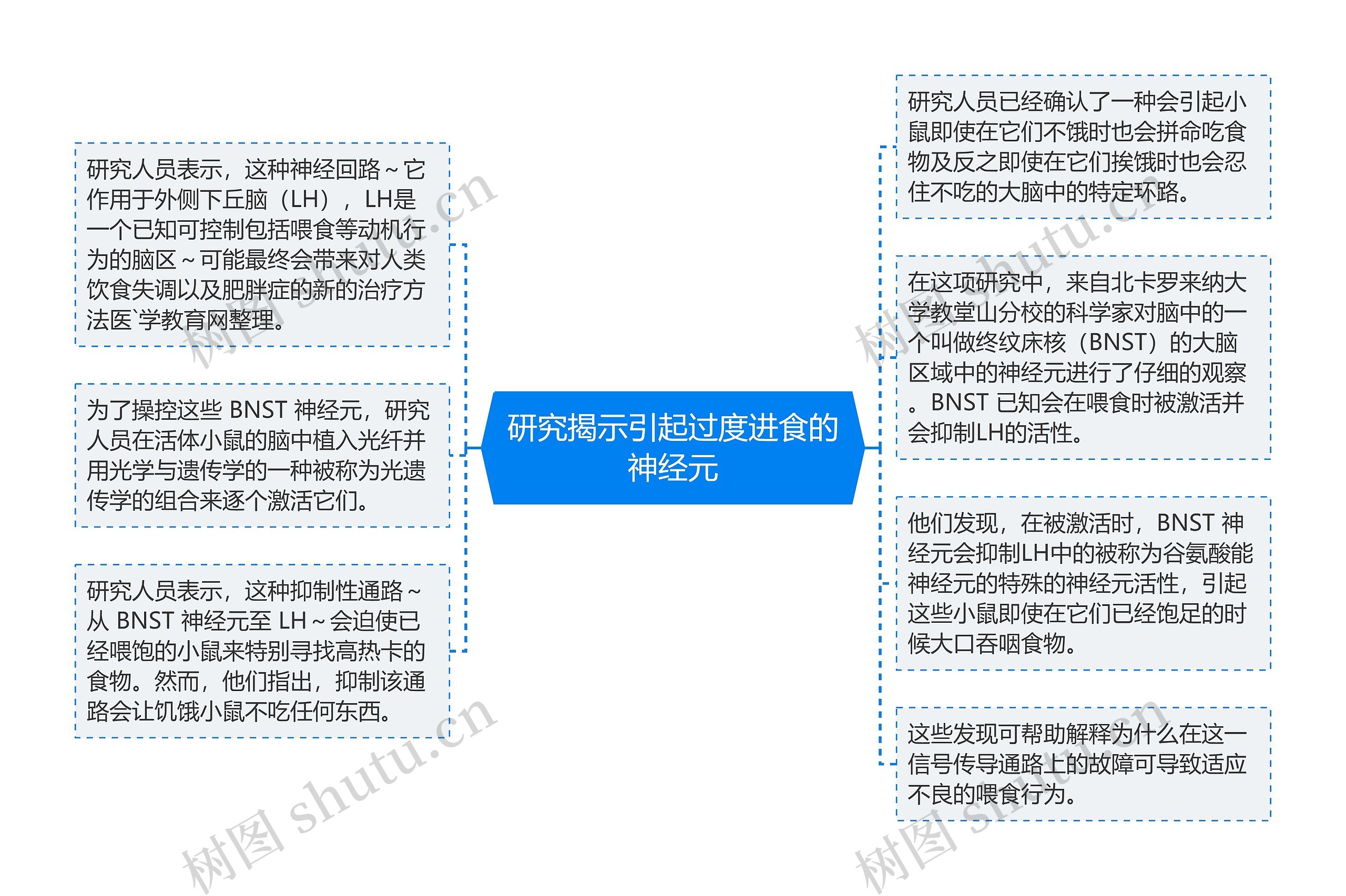 研究揭示引起过度进食的神经元