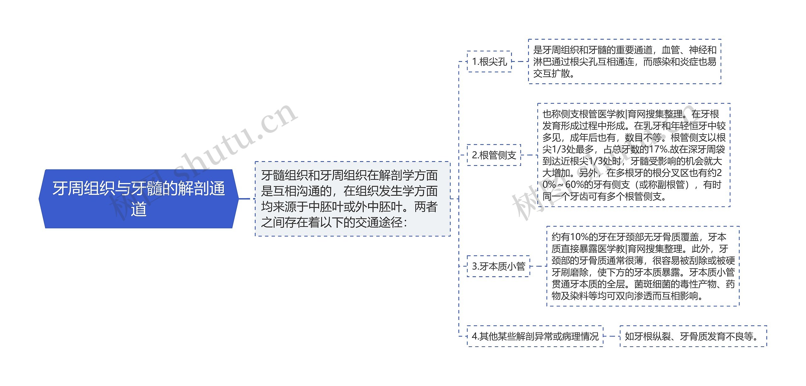 牙周组织与牙髓的解剖通道 牙周组织与牙髓的解剖通道