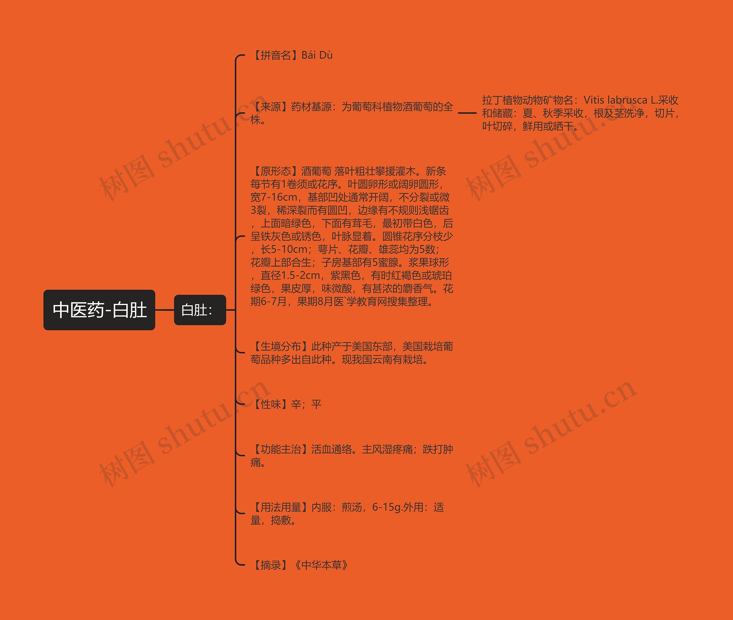 中医药-白肚思维导图