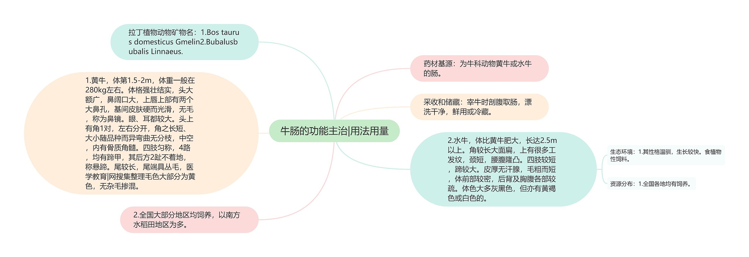 牛肠的功能主治|用法用量思维导图