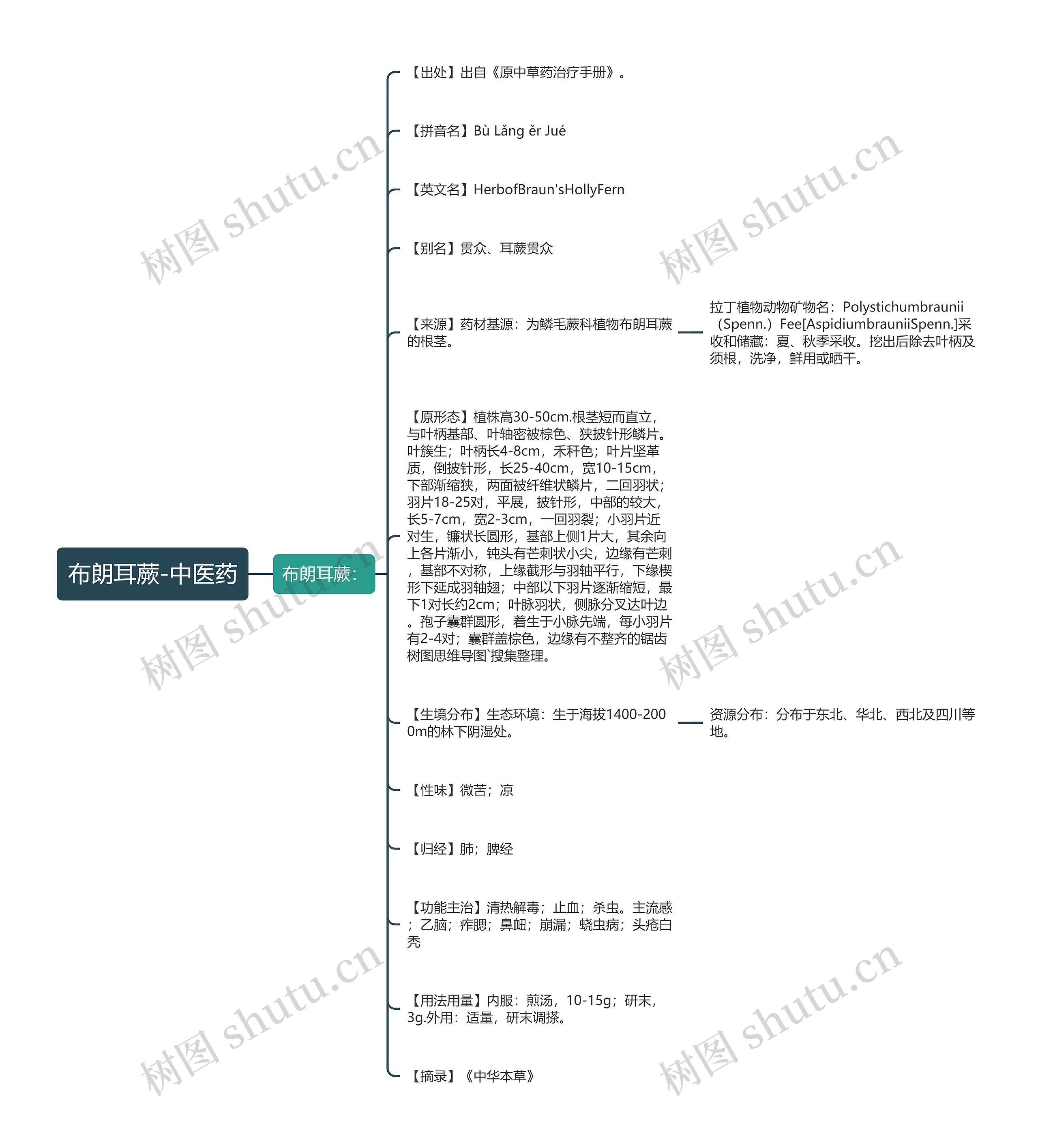 布朗耳蕨-中医药思维导图