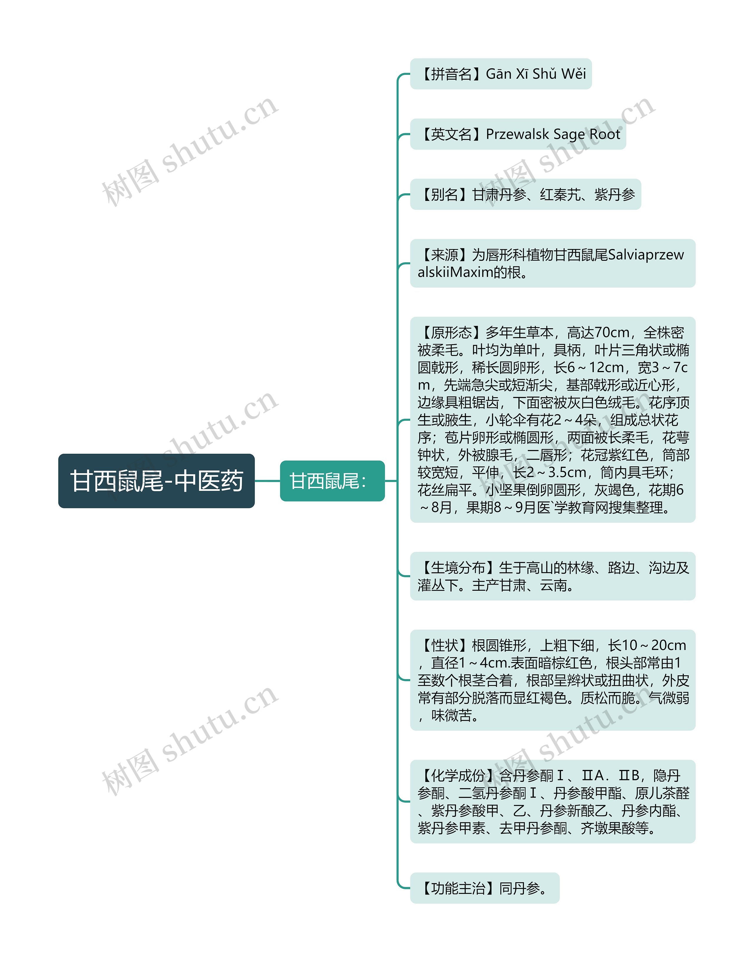 甘西鼠尾-中医药思维导图