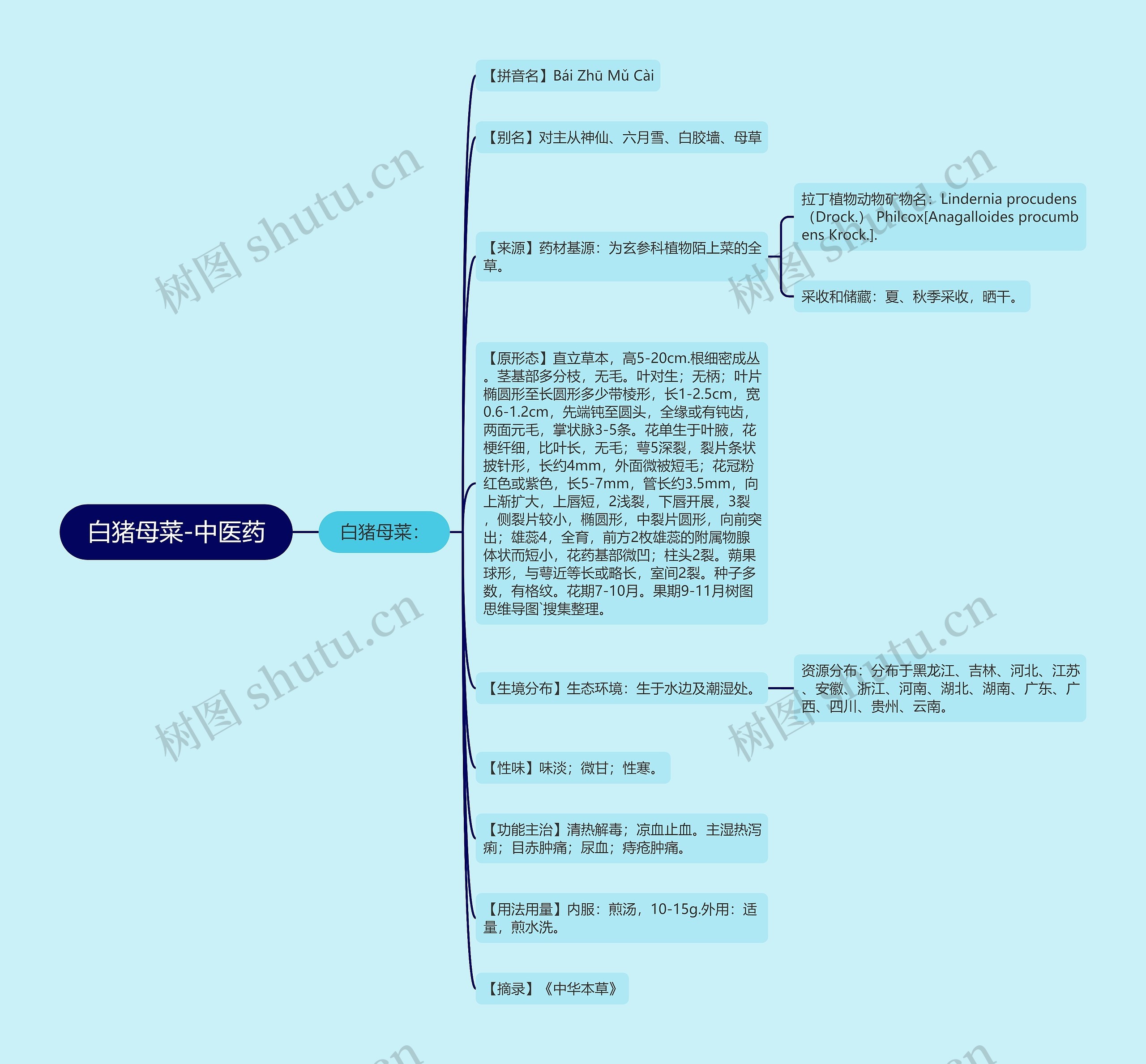 白猪母菜-中医药 白猪母菜-中医药