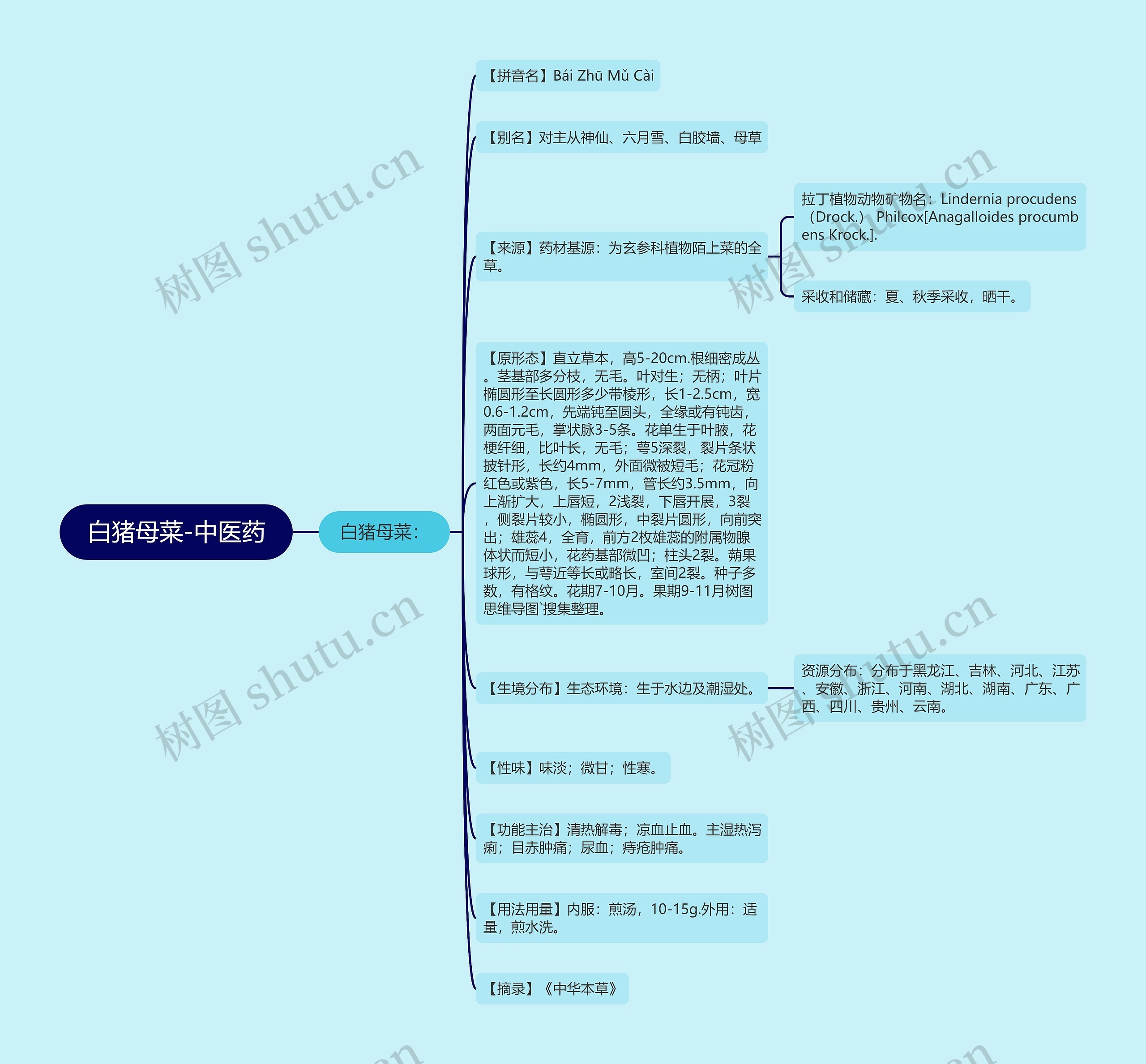 白猪母菜-中医药思维导图
