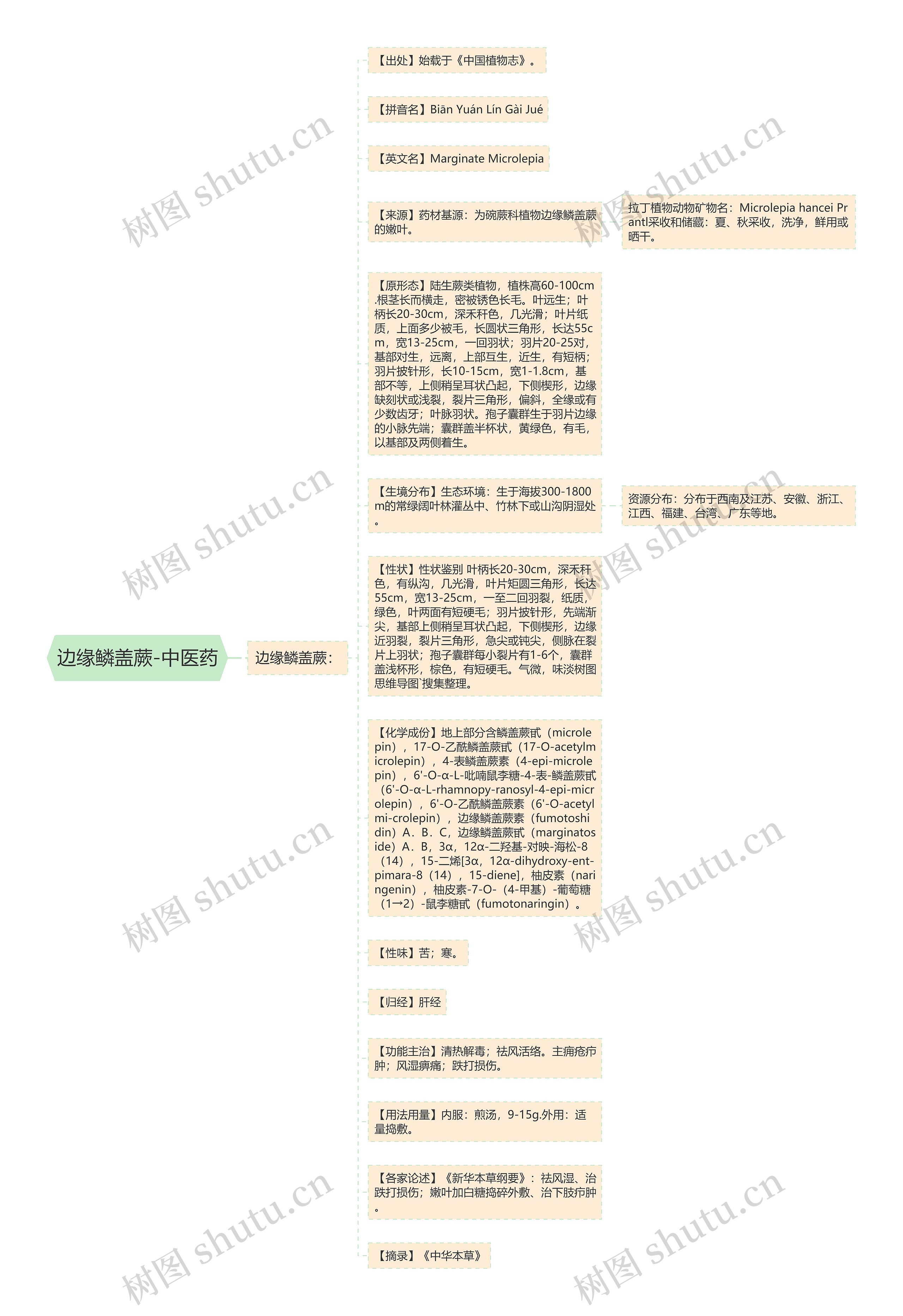 边缘鳞盖蕨-中医药思维导图