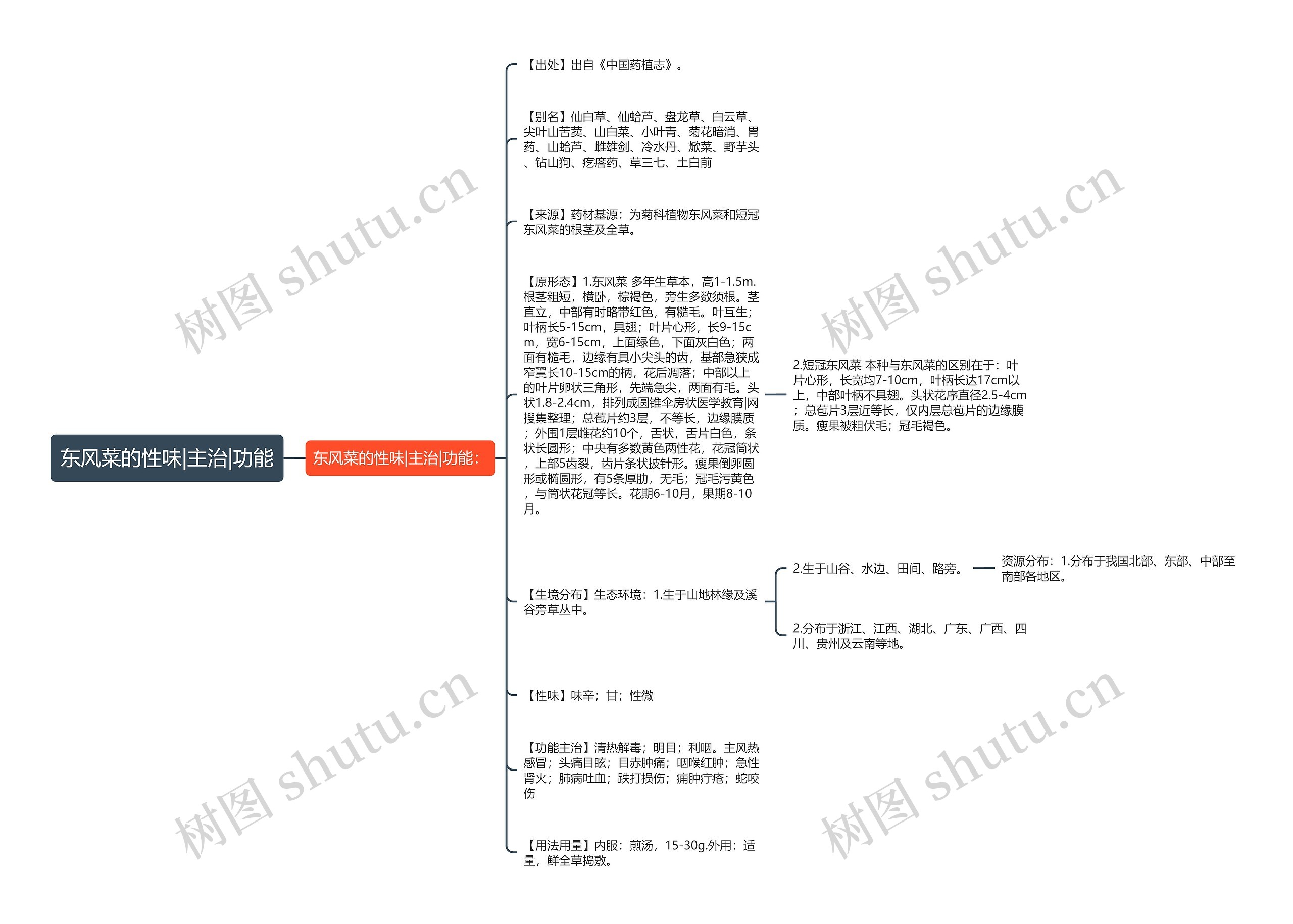 东风菜的性味|主治|功能思维导图
