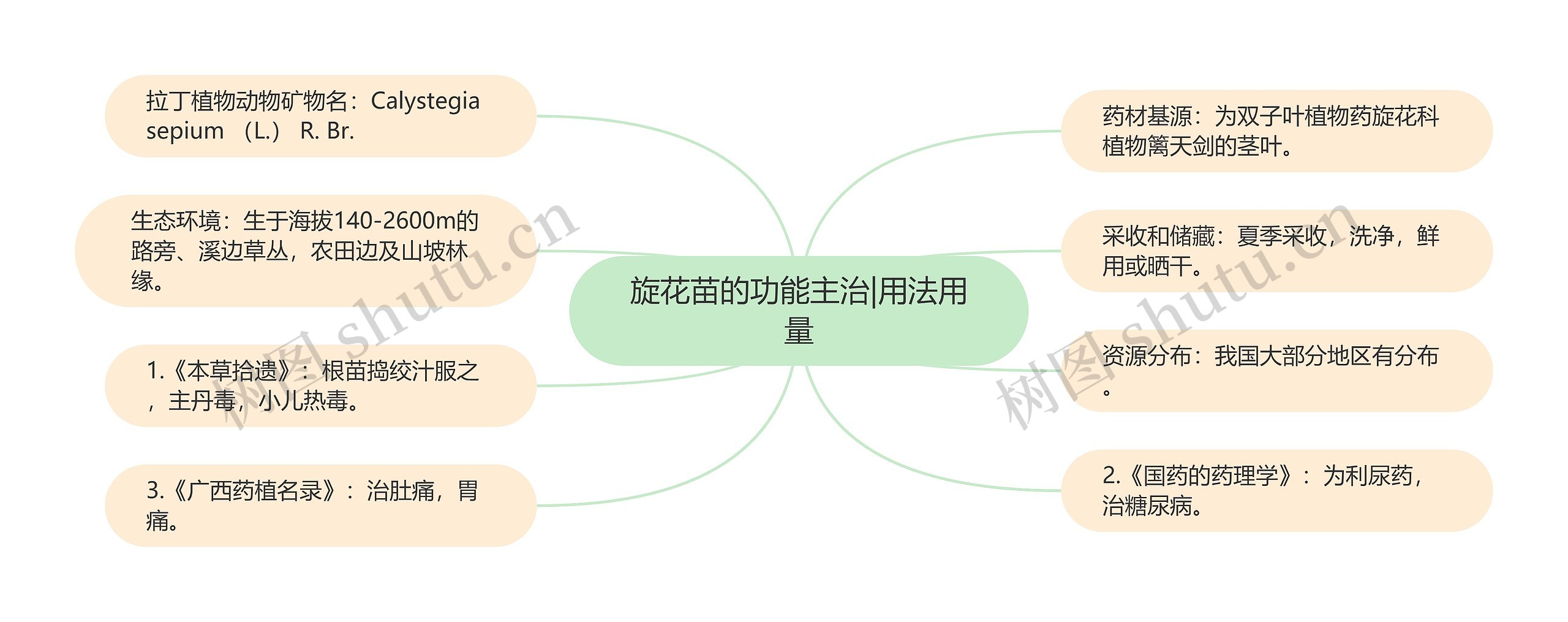 旋花苗的功能主治|用法用量