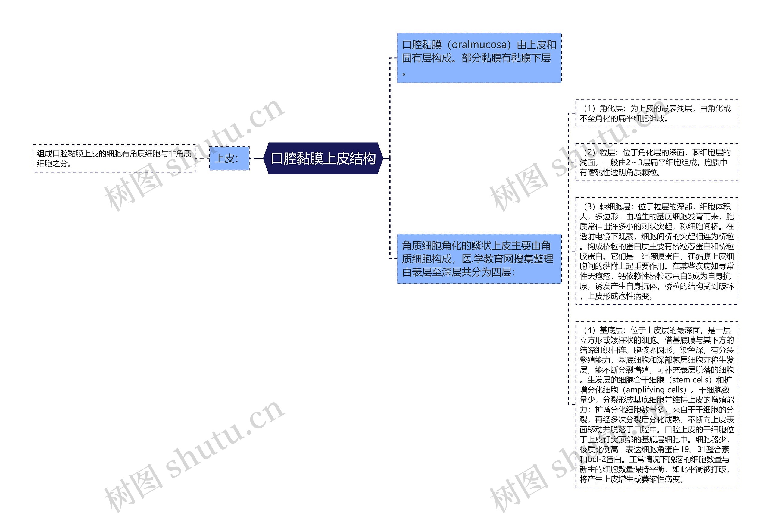 口腔黏膜上皮结构思维导图