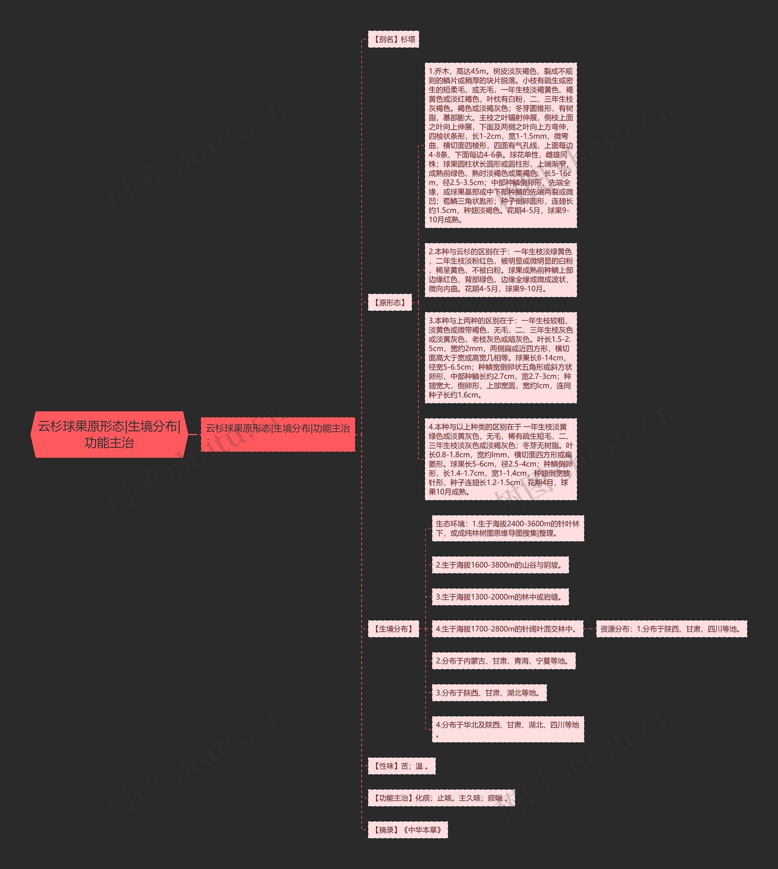 云杉球果原形态|生境分布|功能主治思维导图
