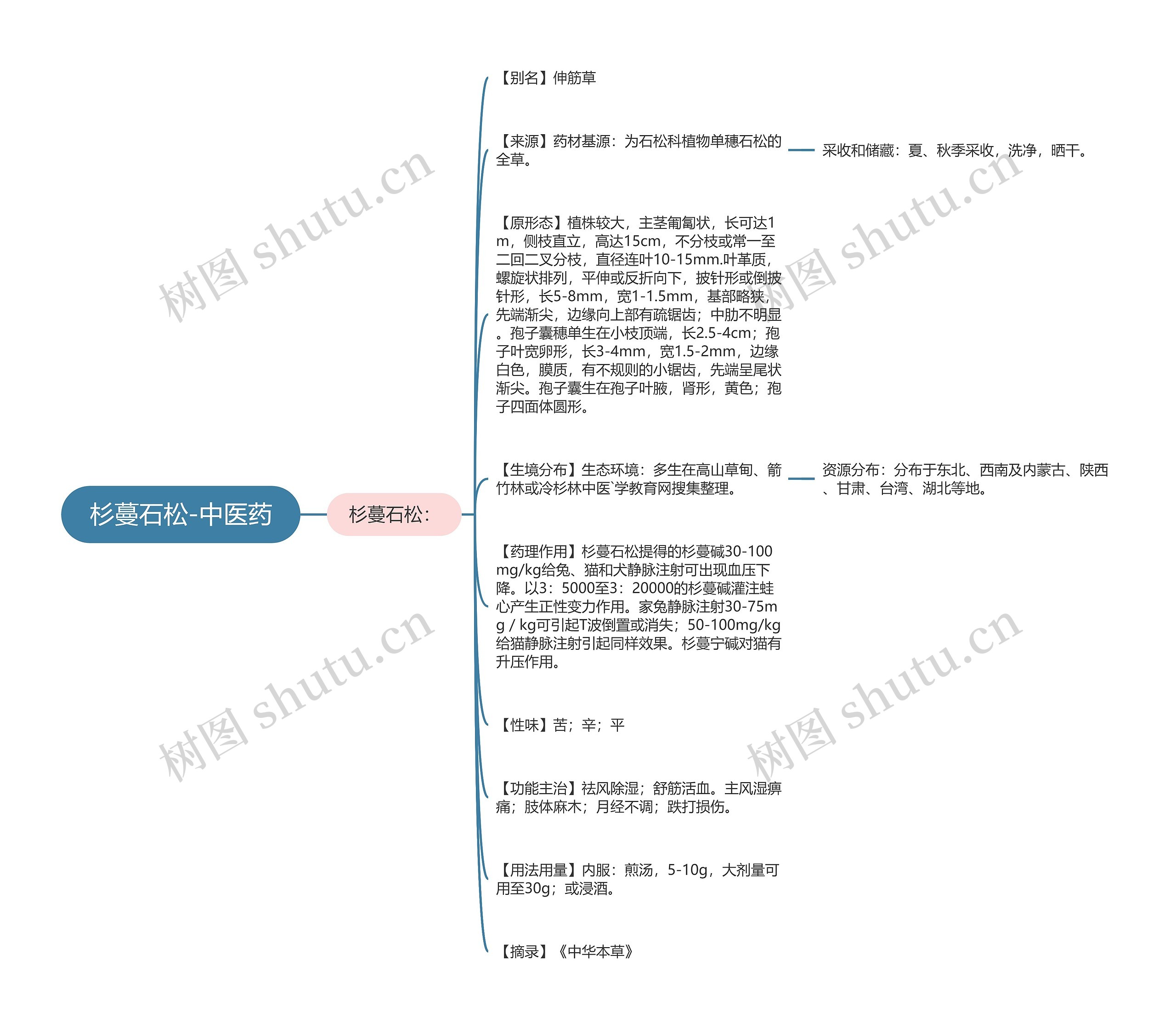 杉蔓石松-中医药思维导图