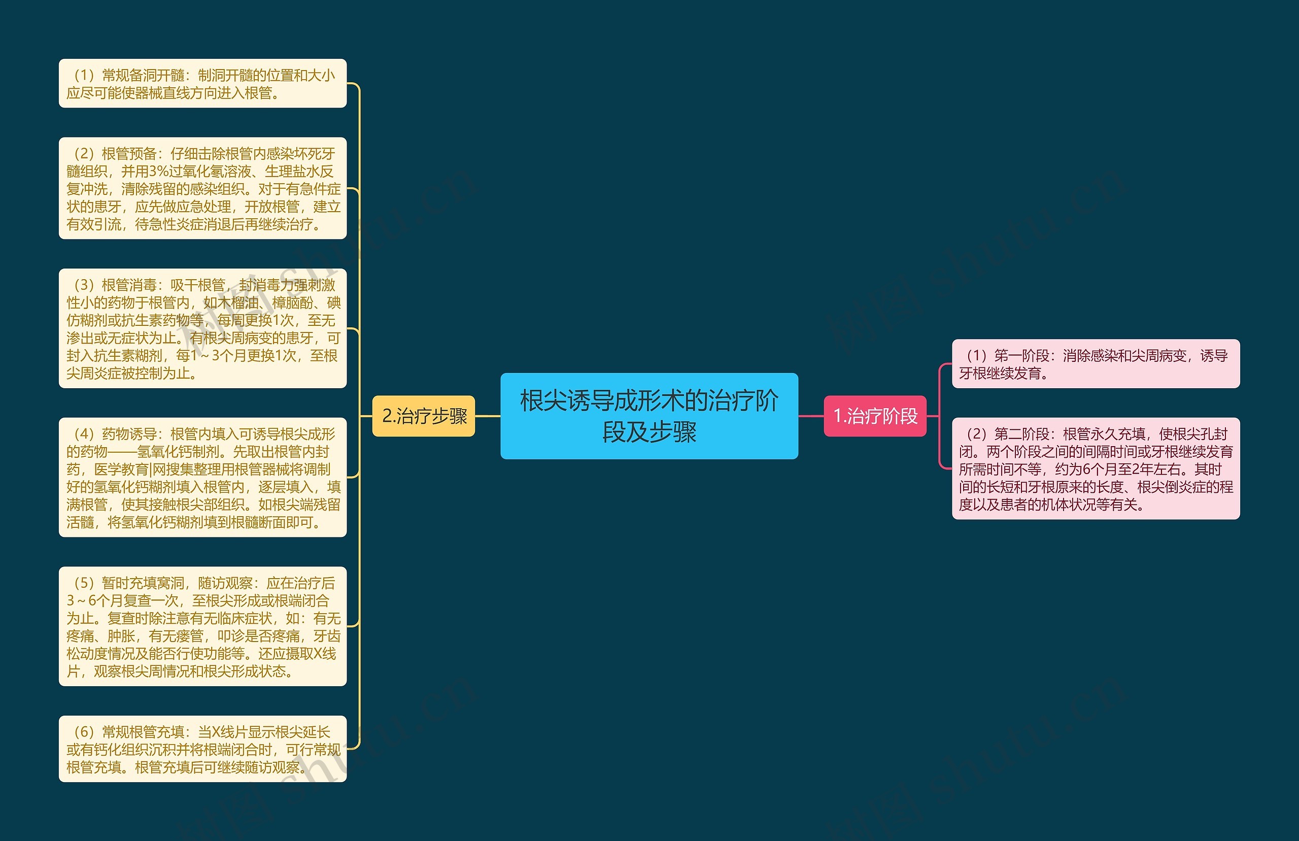 根尖诱导成形术的治疗阶段及步骤 根尖诱导成形术的治疗阶段及步骤