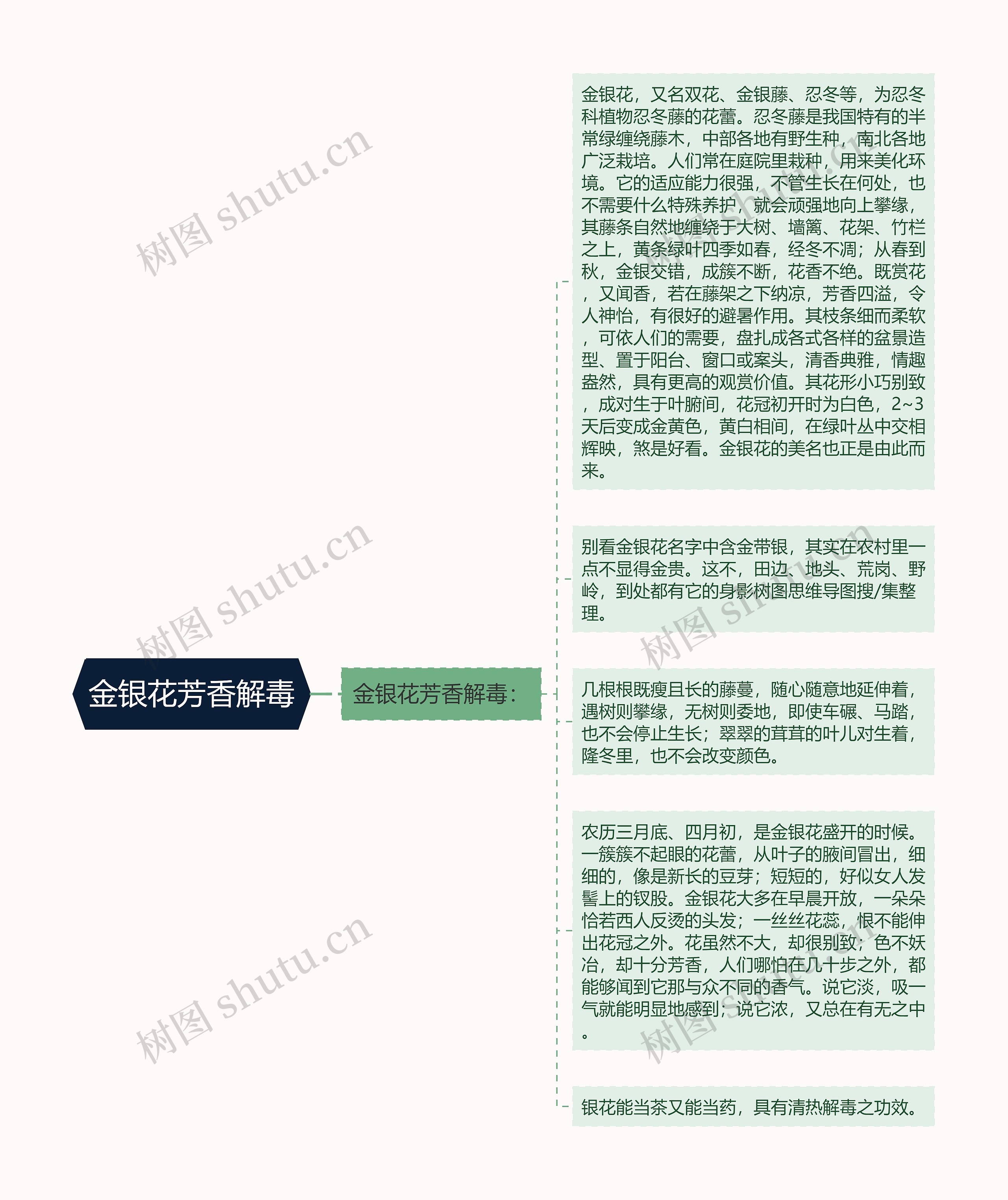 金银花芳香解毒思维导图