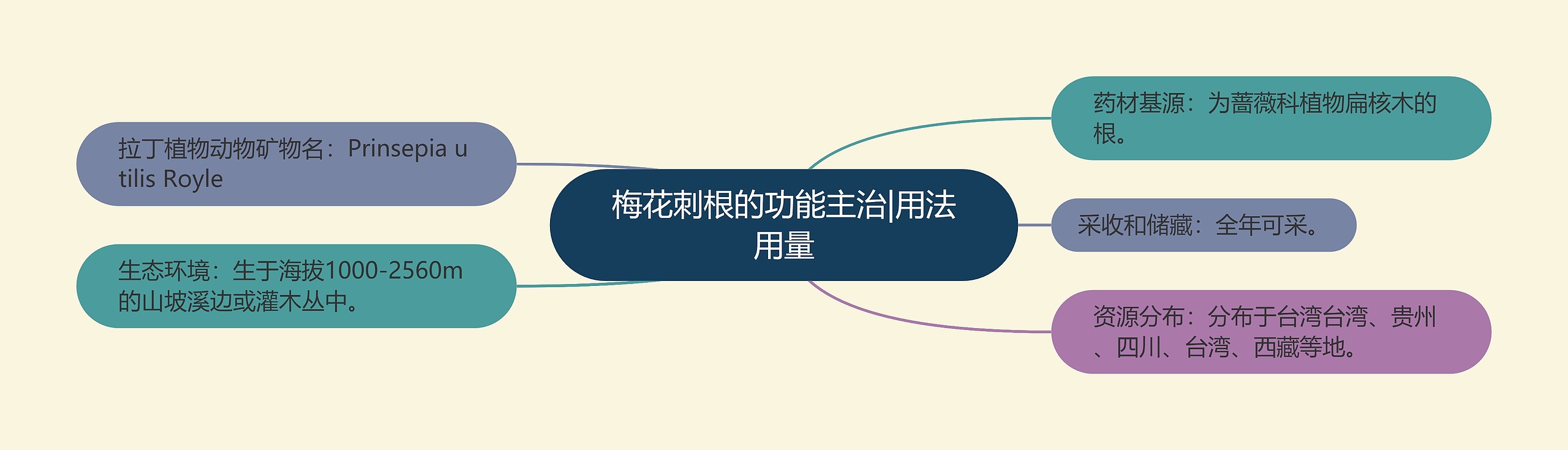 梅花刺根的功能主治|用法用量 梅花刺根的功能主治|用法用量