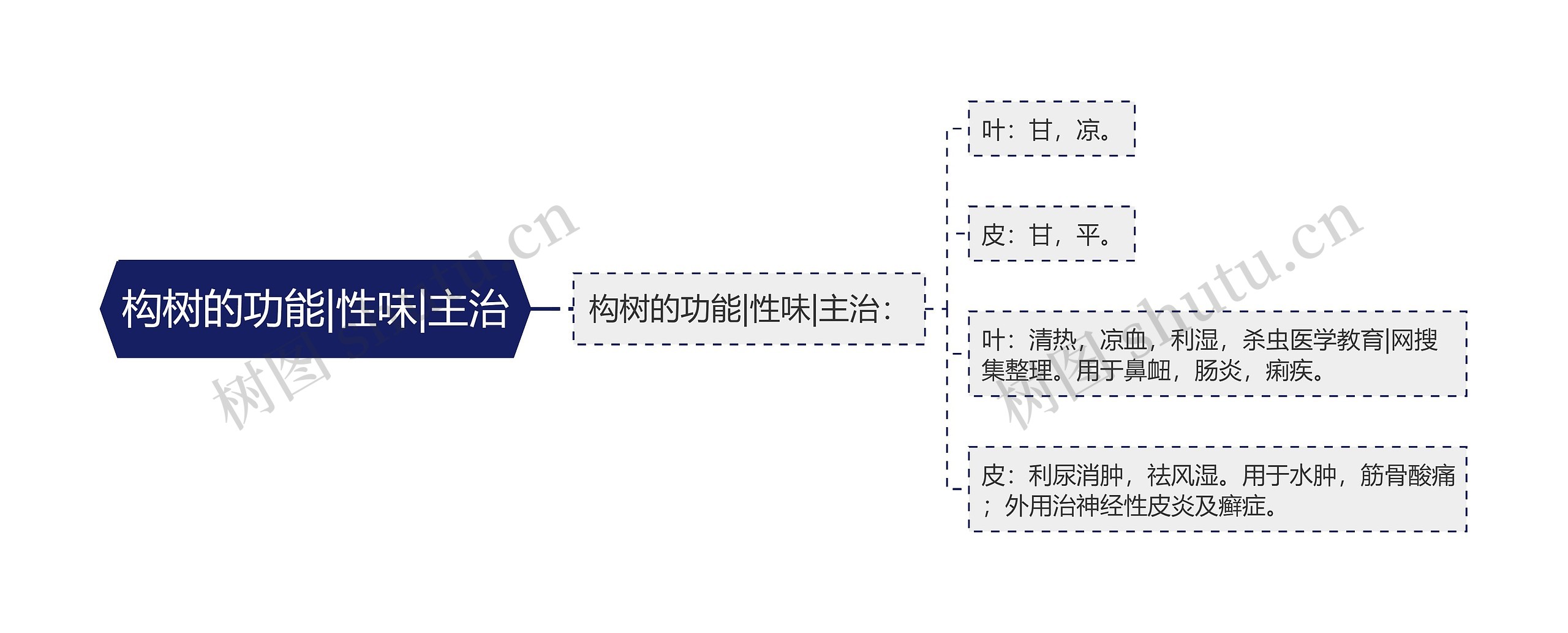 构树的功能|性味|主治思维导图