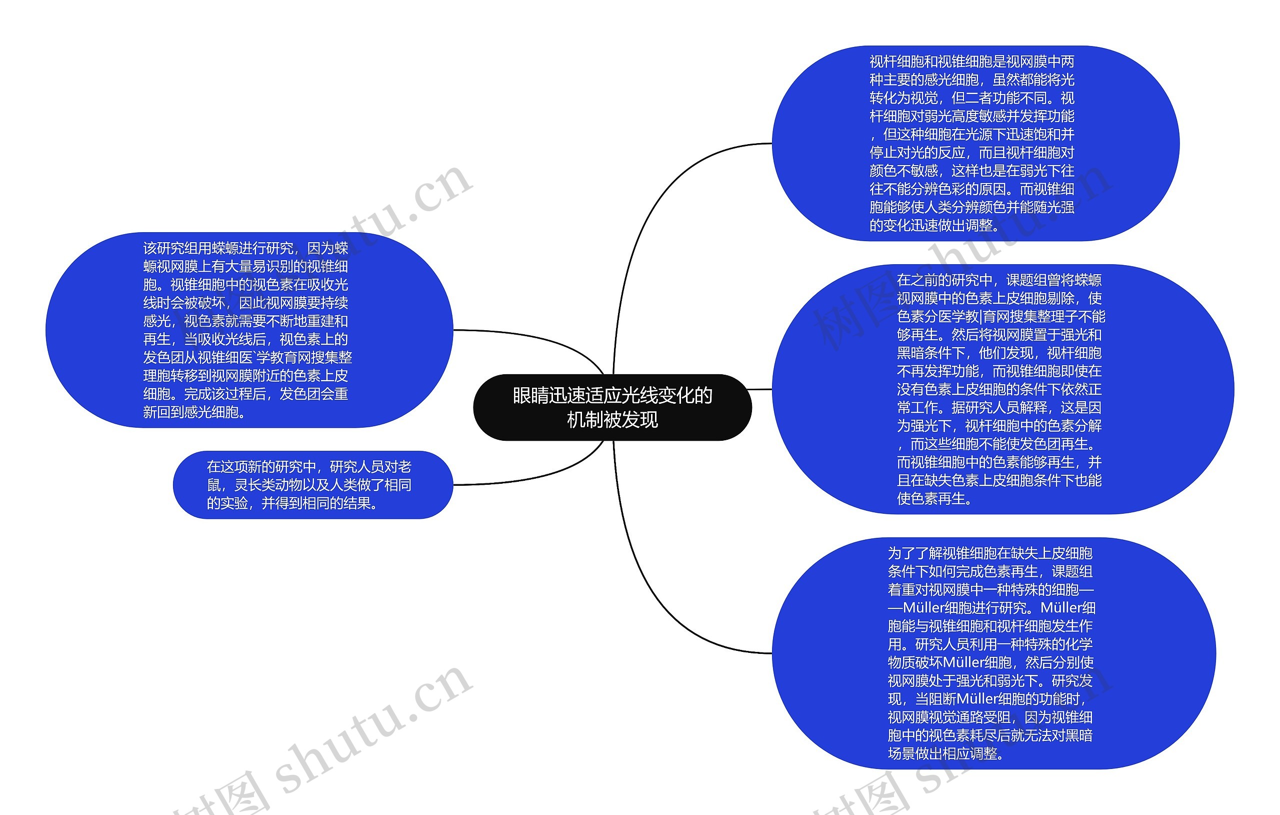 眼睛迅速适应光线变化的机制被发现