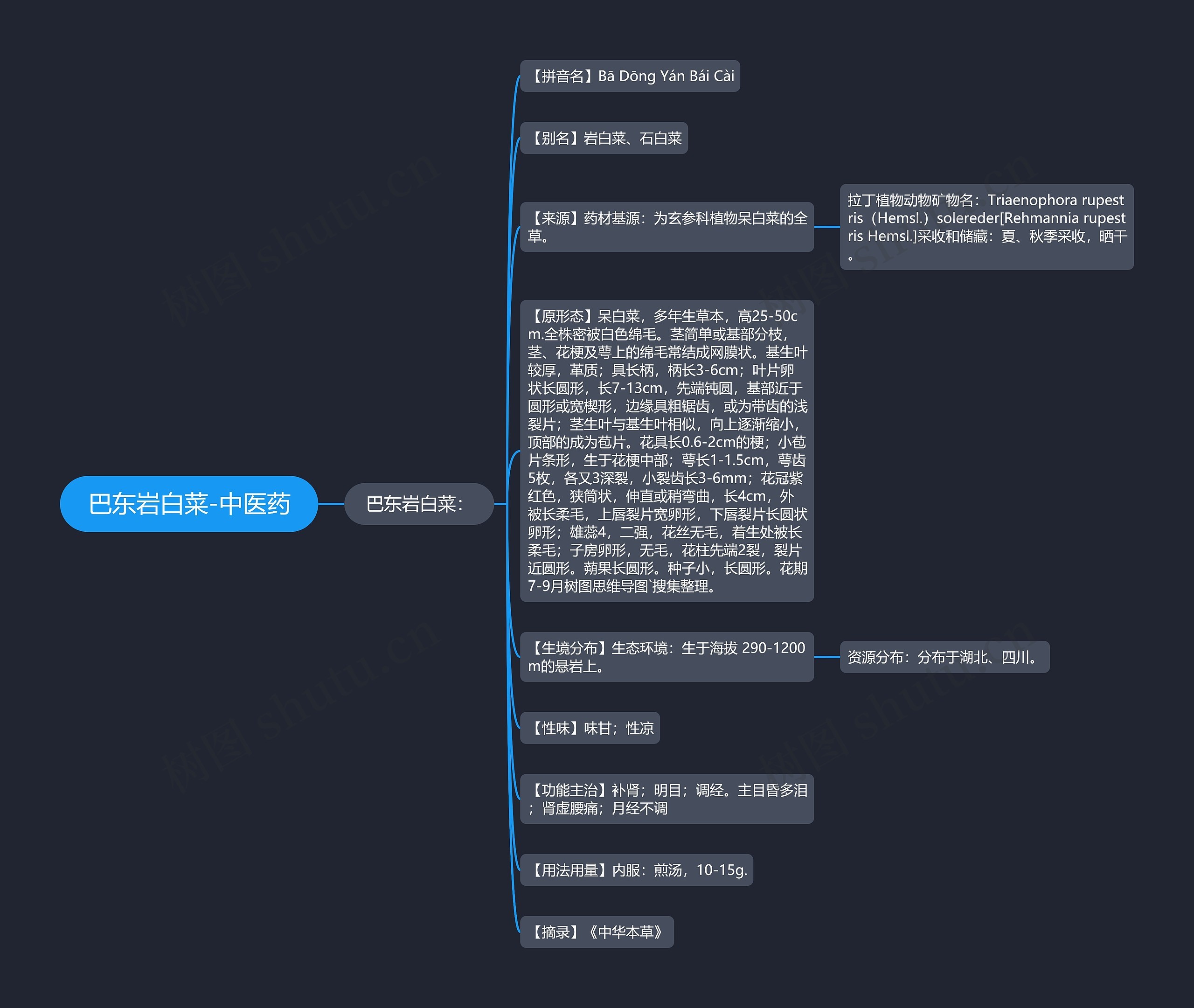 巴东岩白菜-中医药思维导图