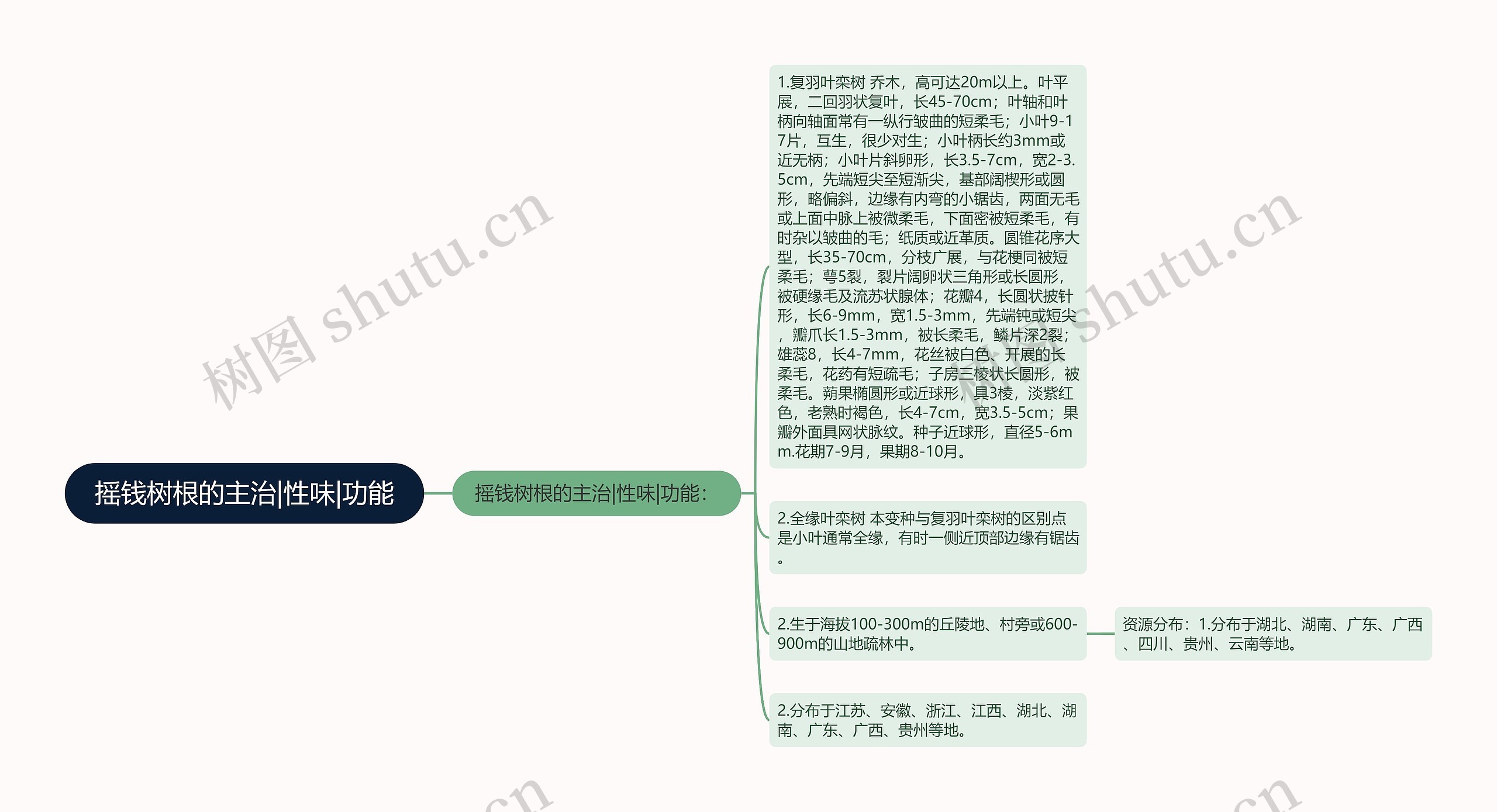 摇钱树根的主治|性味|功能 摇钱树根的主治|性味|功能