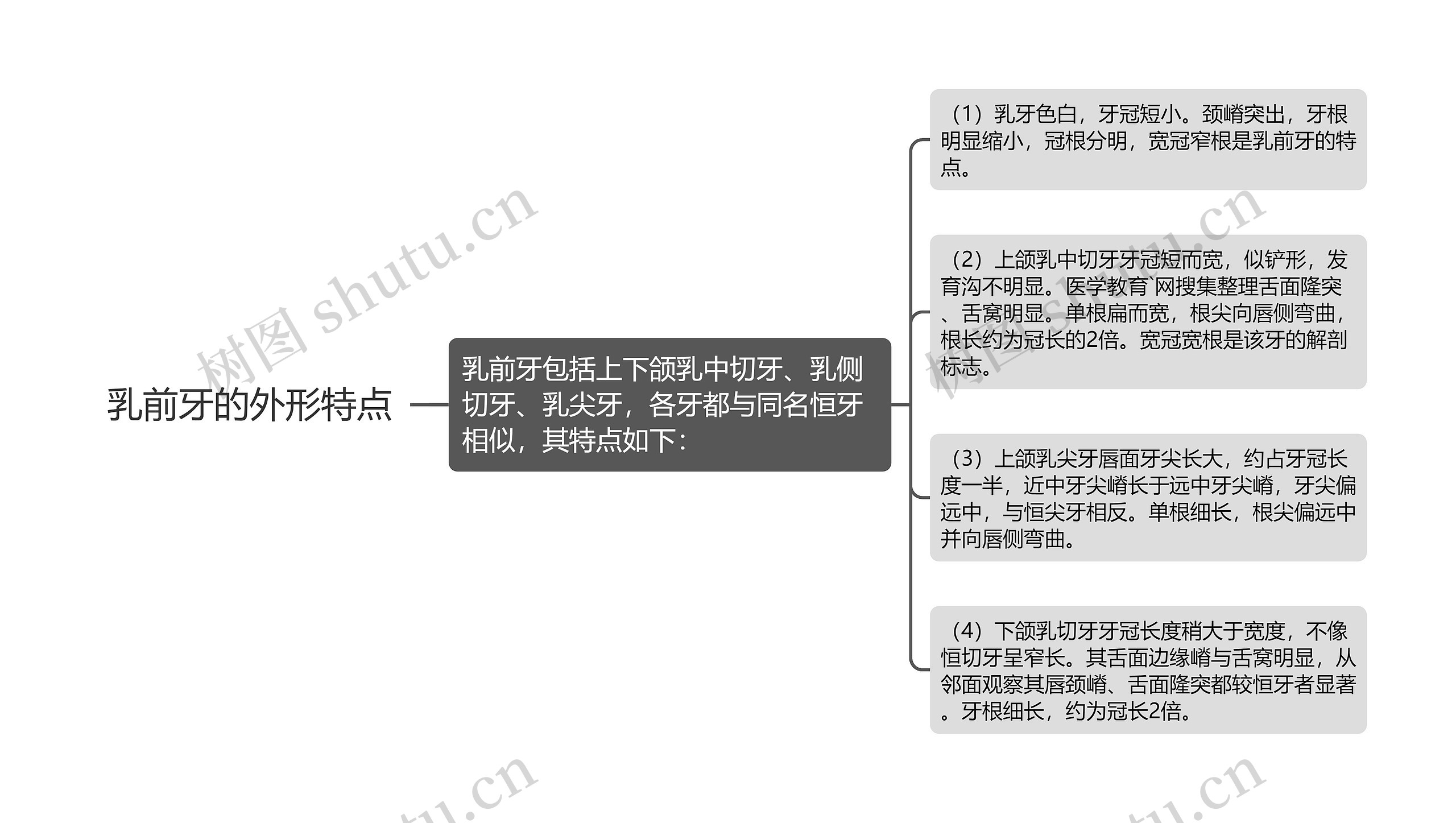 乳前牙的外形特点 乳前牙的外形特点