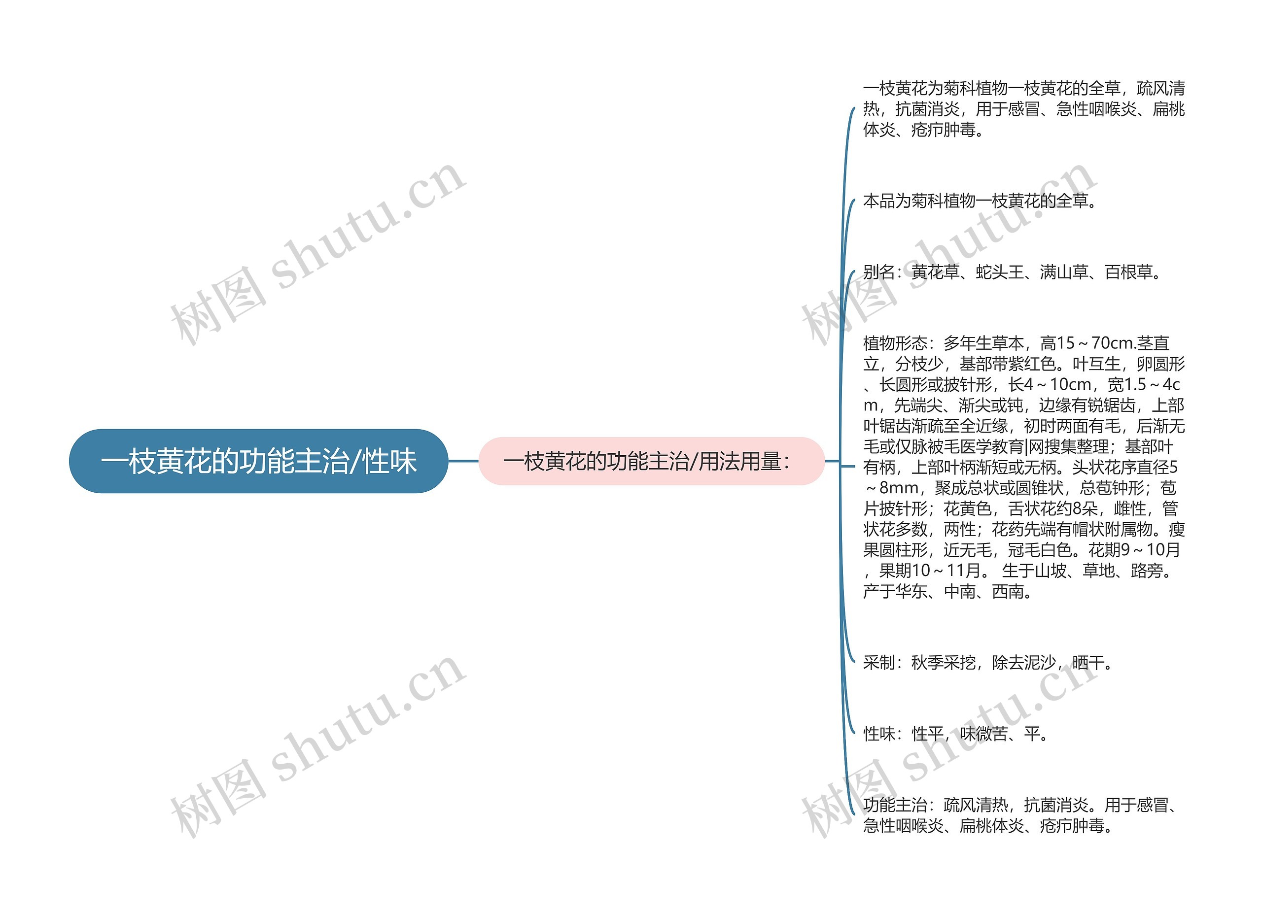 一枝黄花的功能主治/性味思维导图