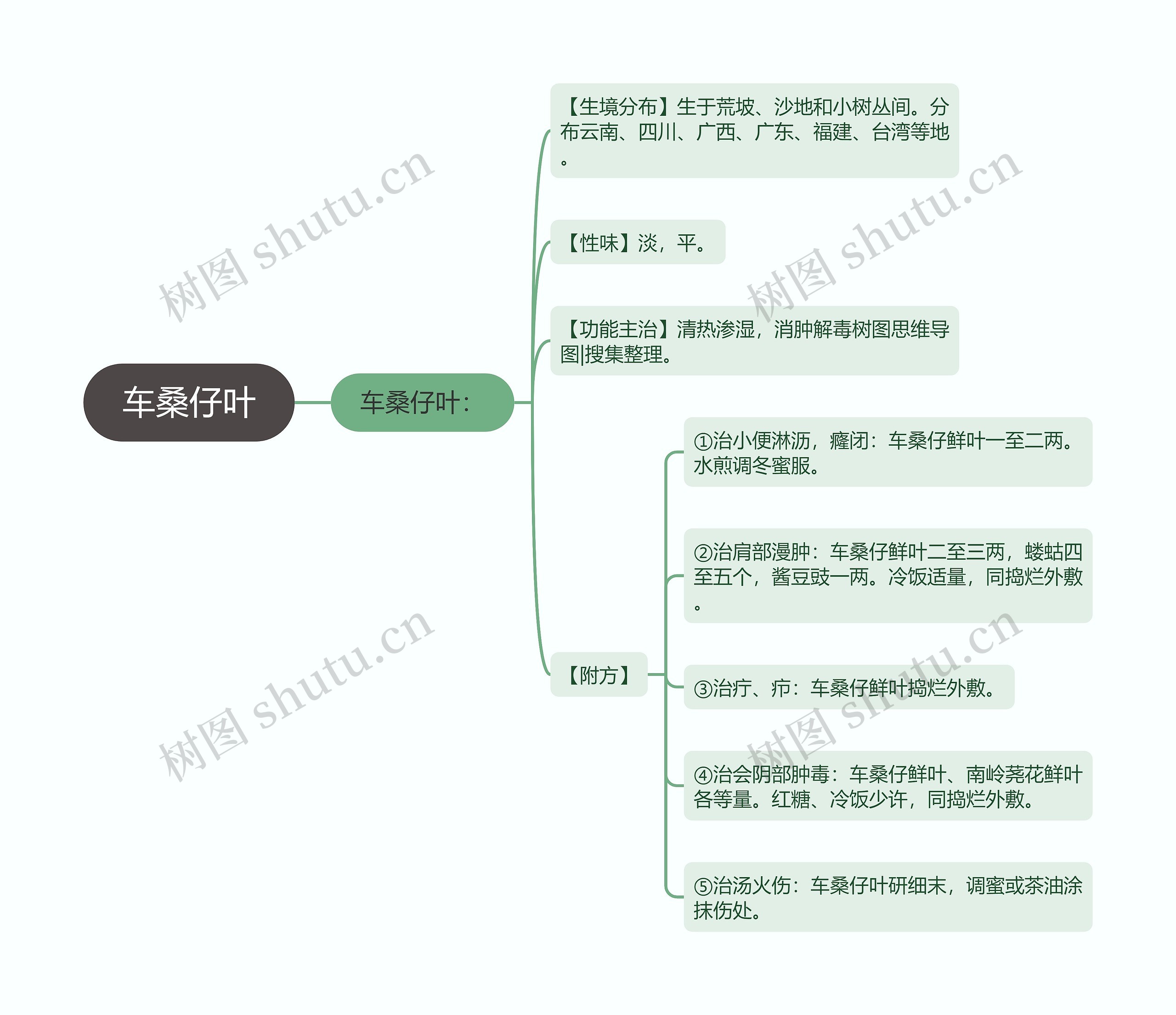 车桑仔叶思维导图