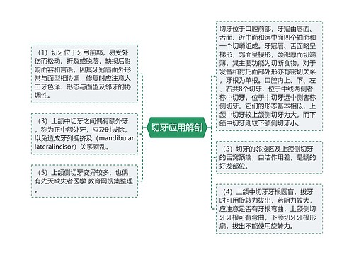 切牙应用解剖