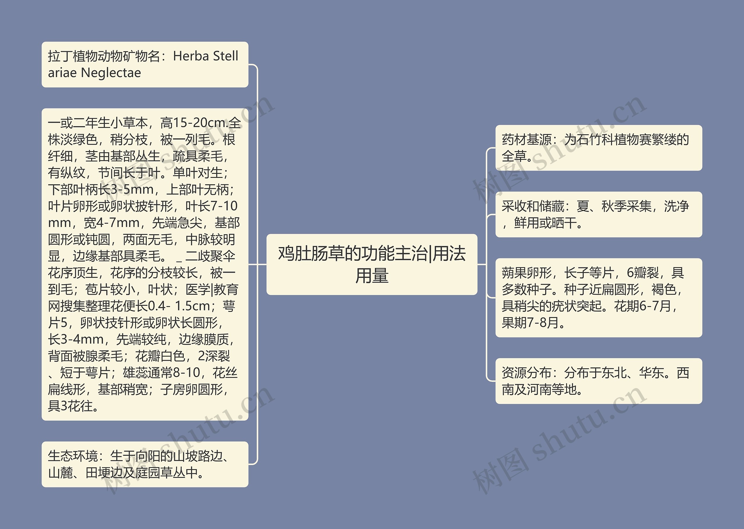 鸡肚肠草的功能主治|用法用量