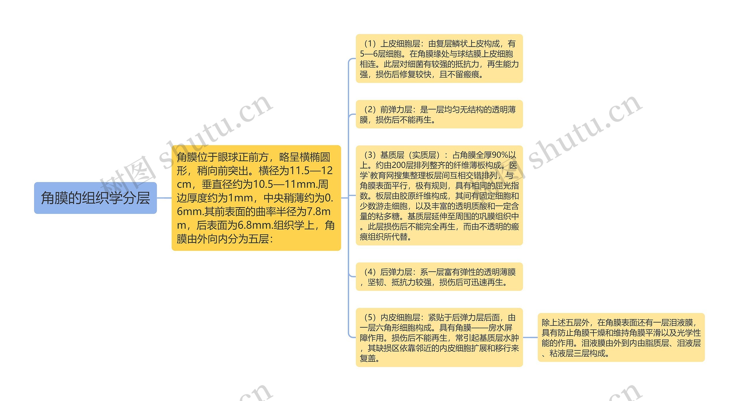 角膜的组织学分层