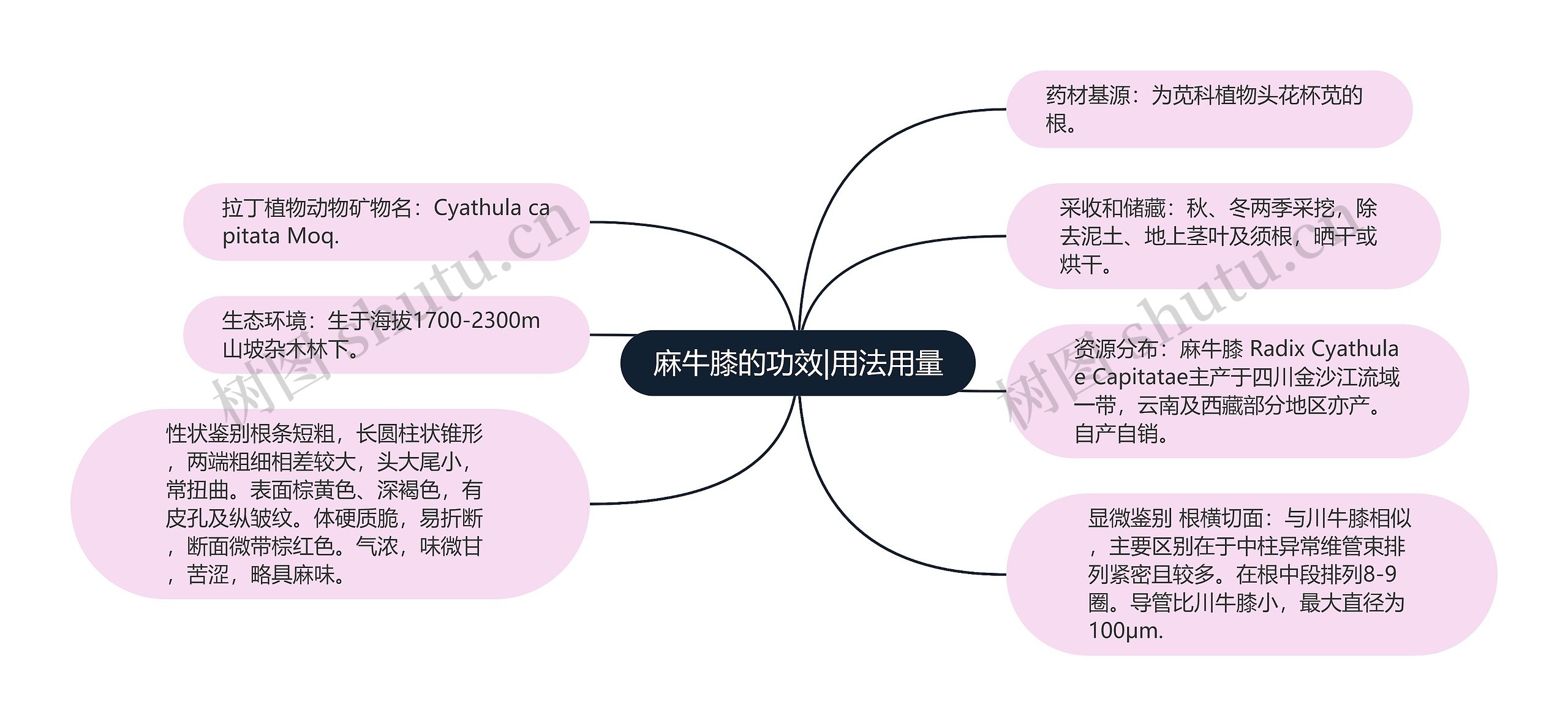 麻牛膝的功效|用法用量思维导图