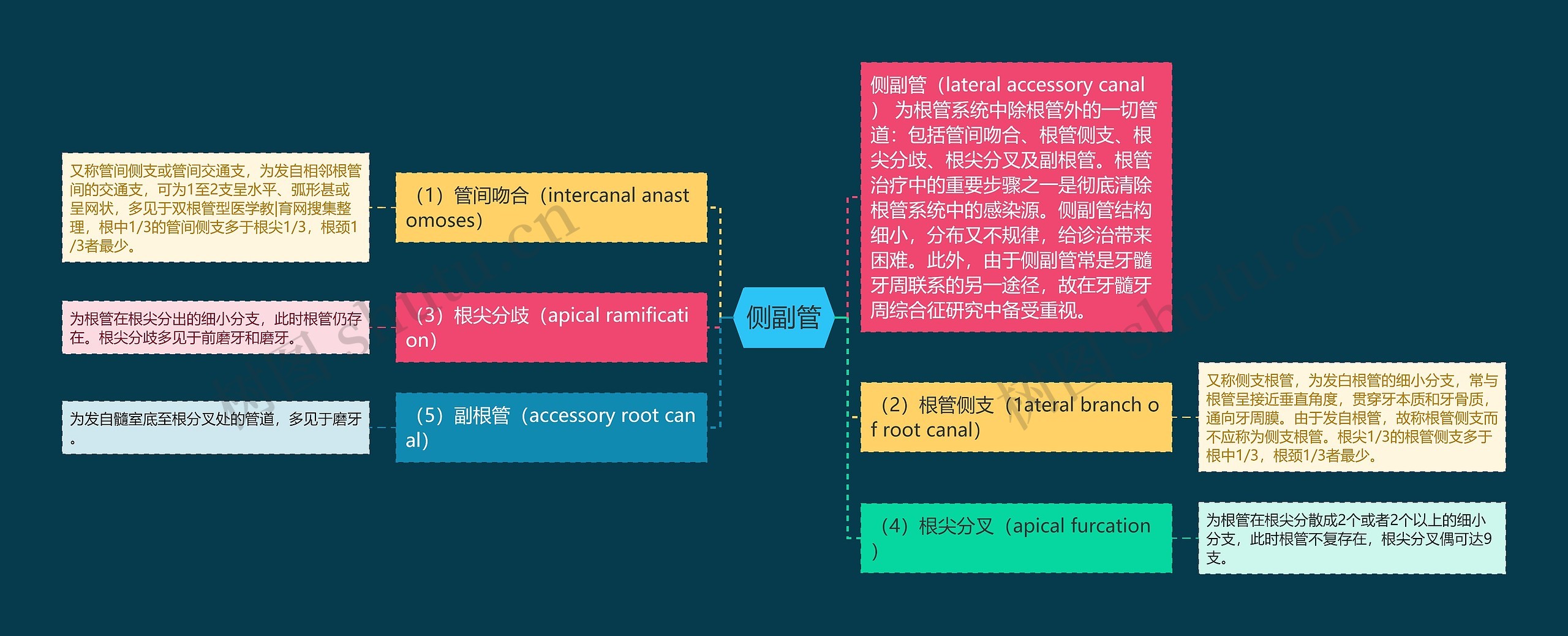 侧副管思维导图