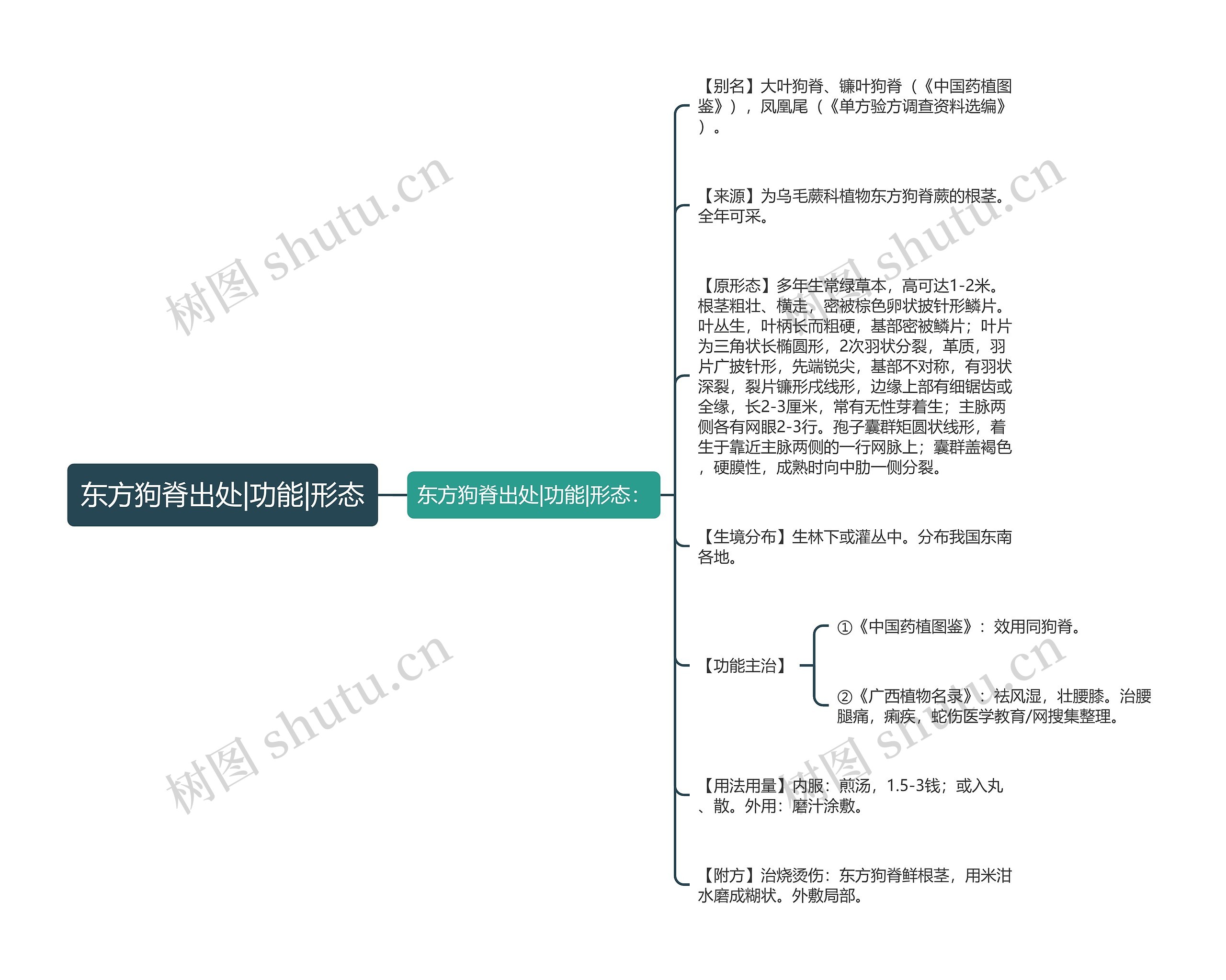 东方狗脊出处|功能|形态思维导图