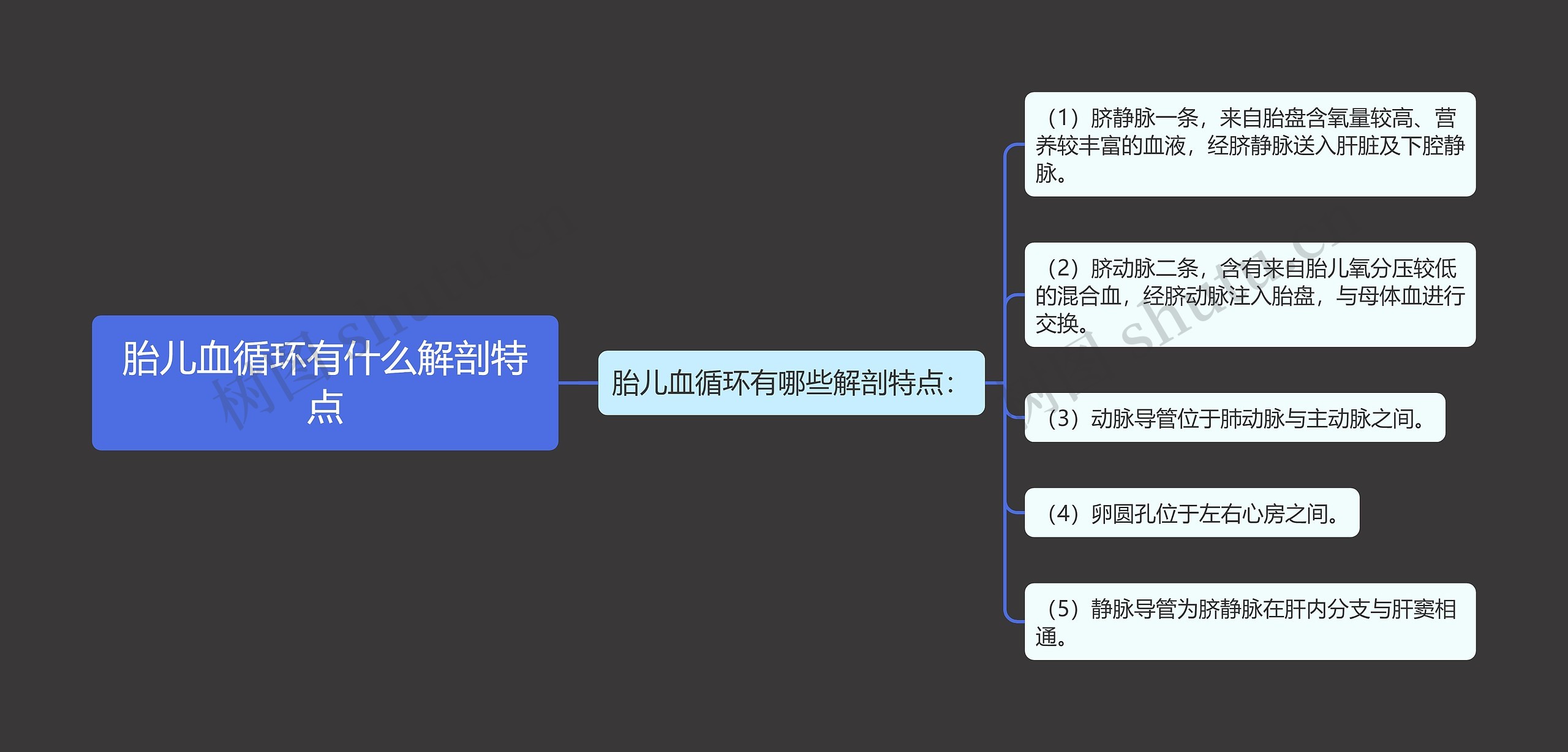 胎儿血循环有什么解剖特点思维导图