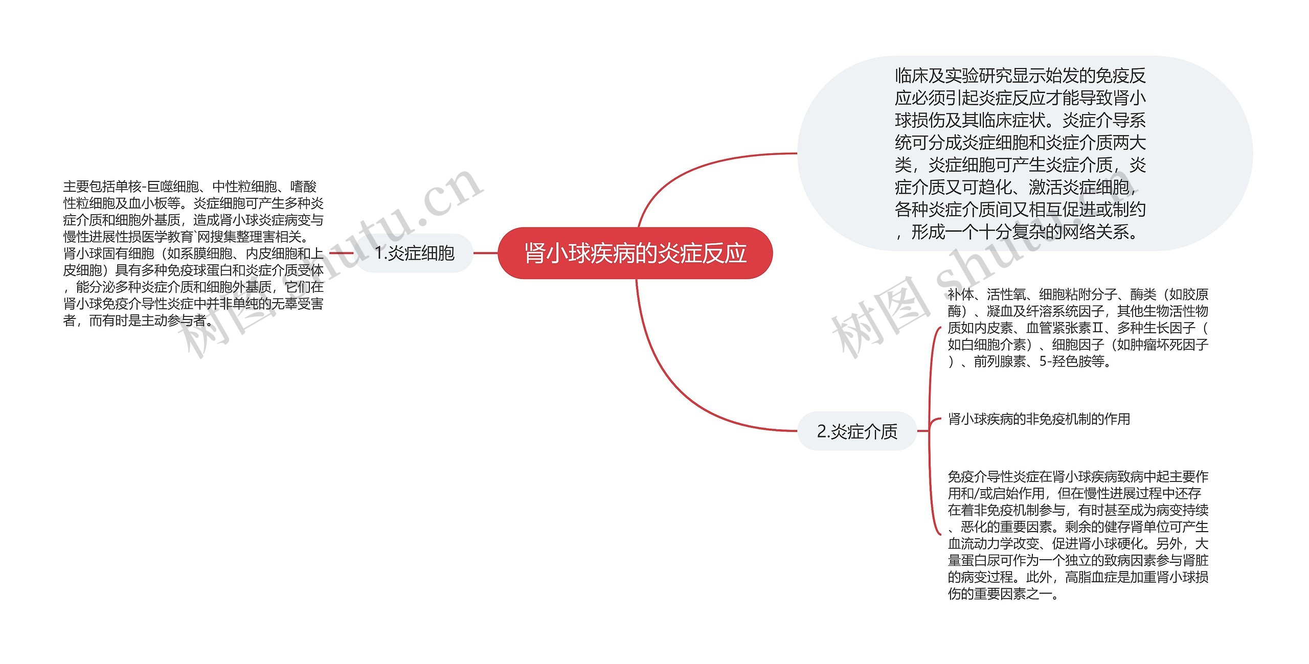 肾小球疾病的炎症反应