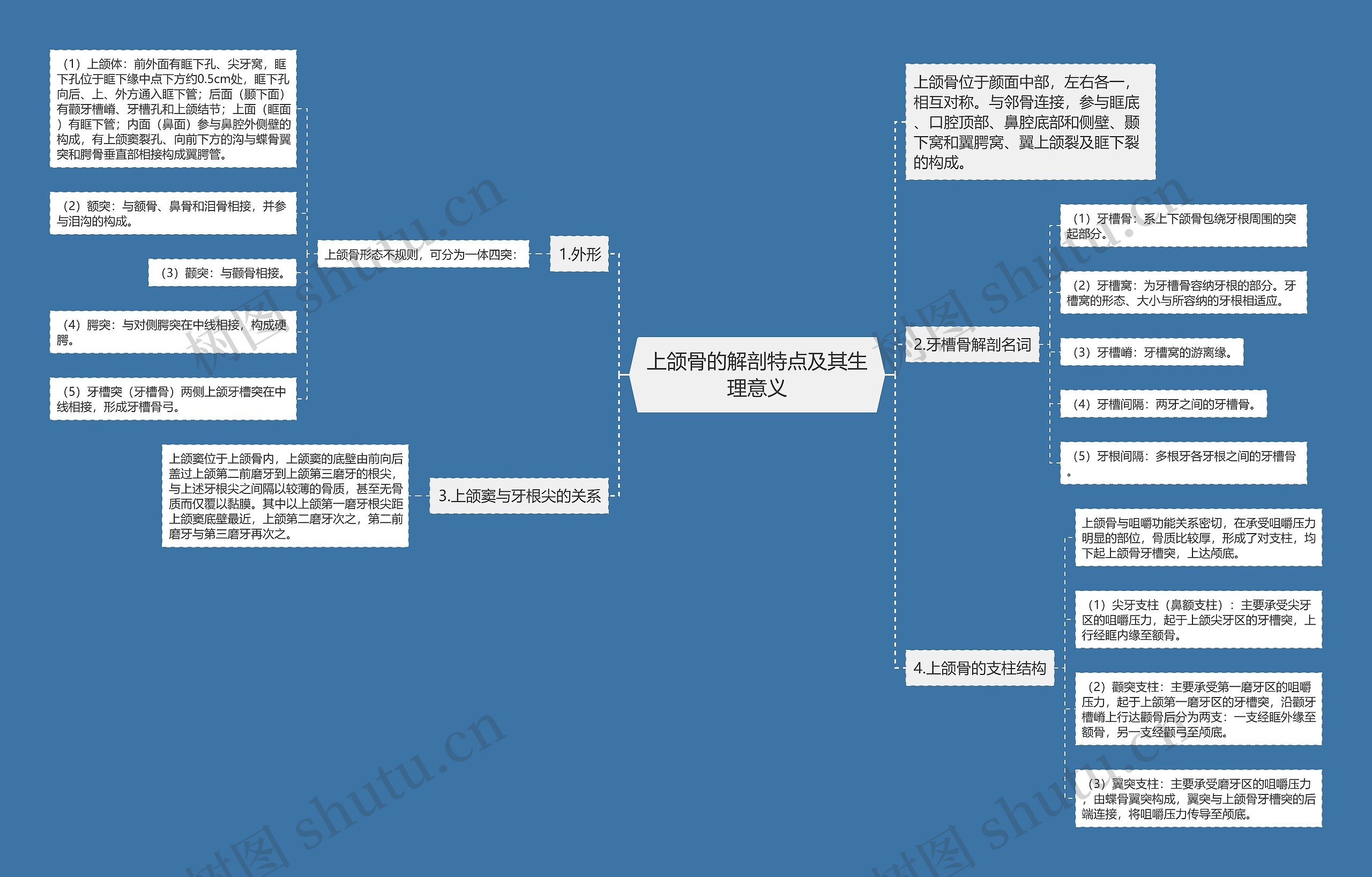 上颌骨的解剖特点及其生理意义