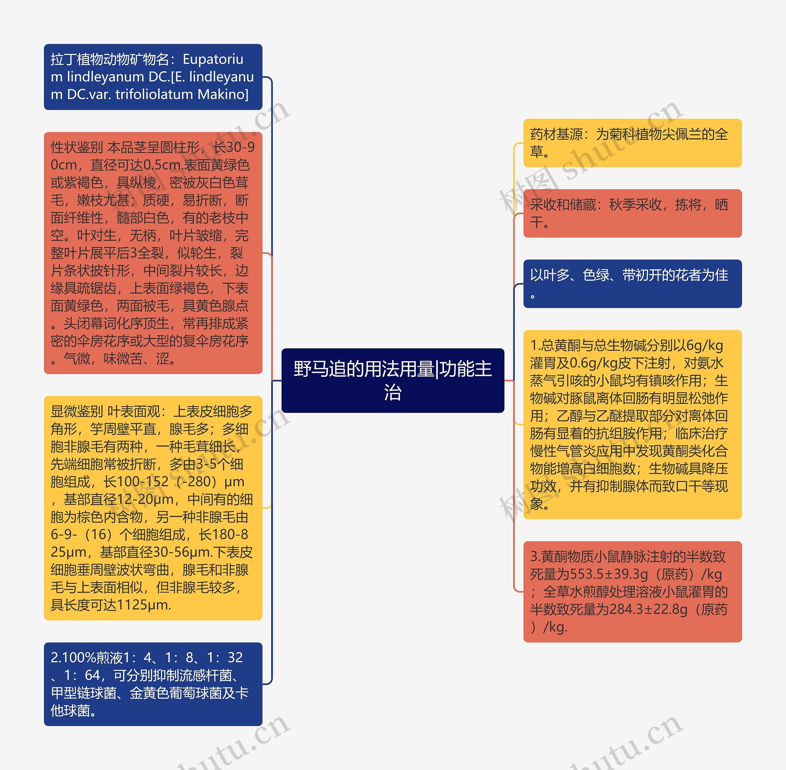 野马追的用法用量|功能主治思维导图