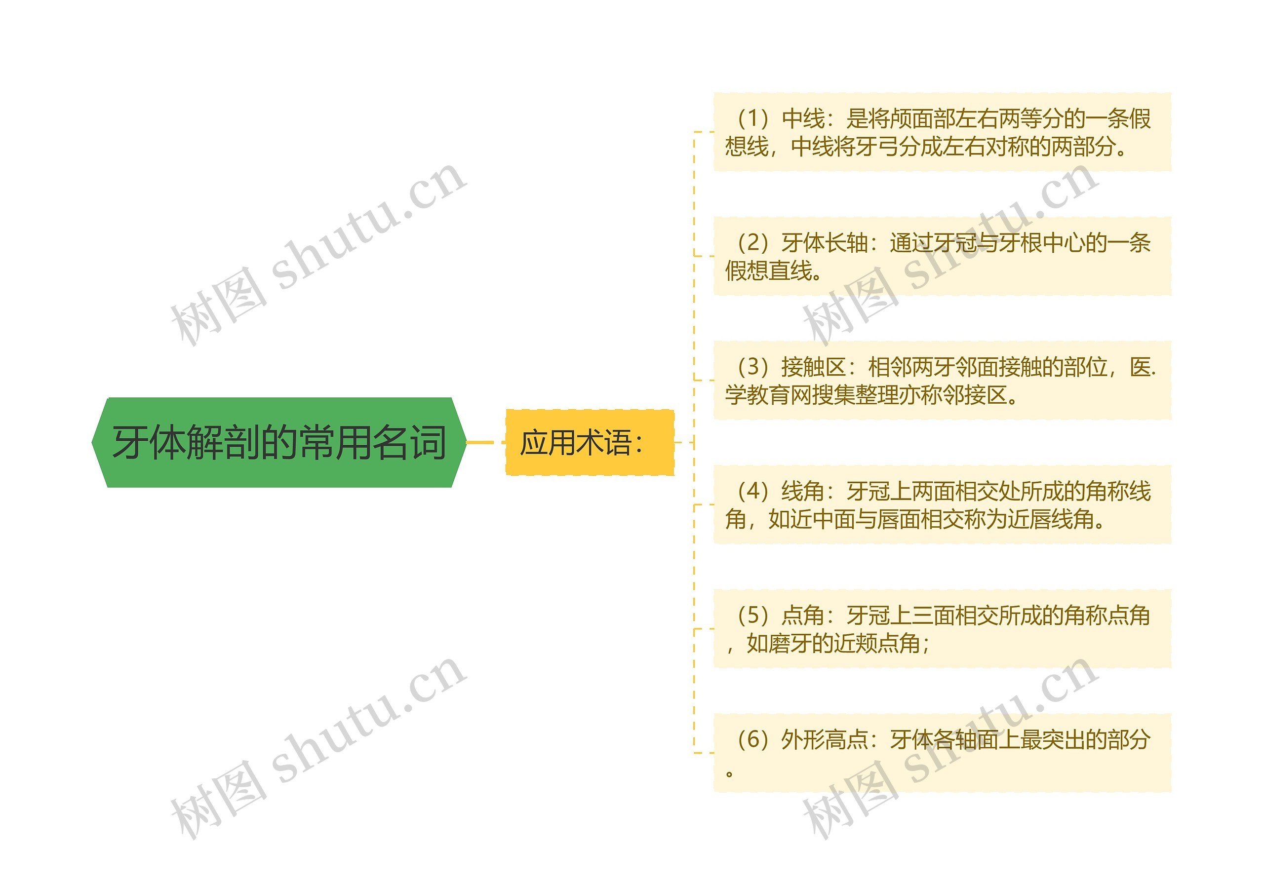 牙体解剖的常用名词