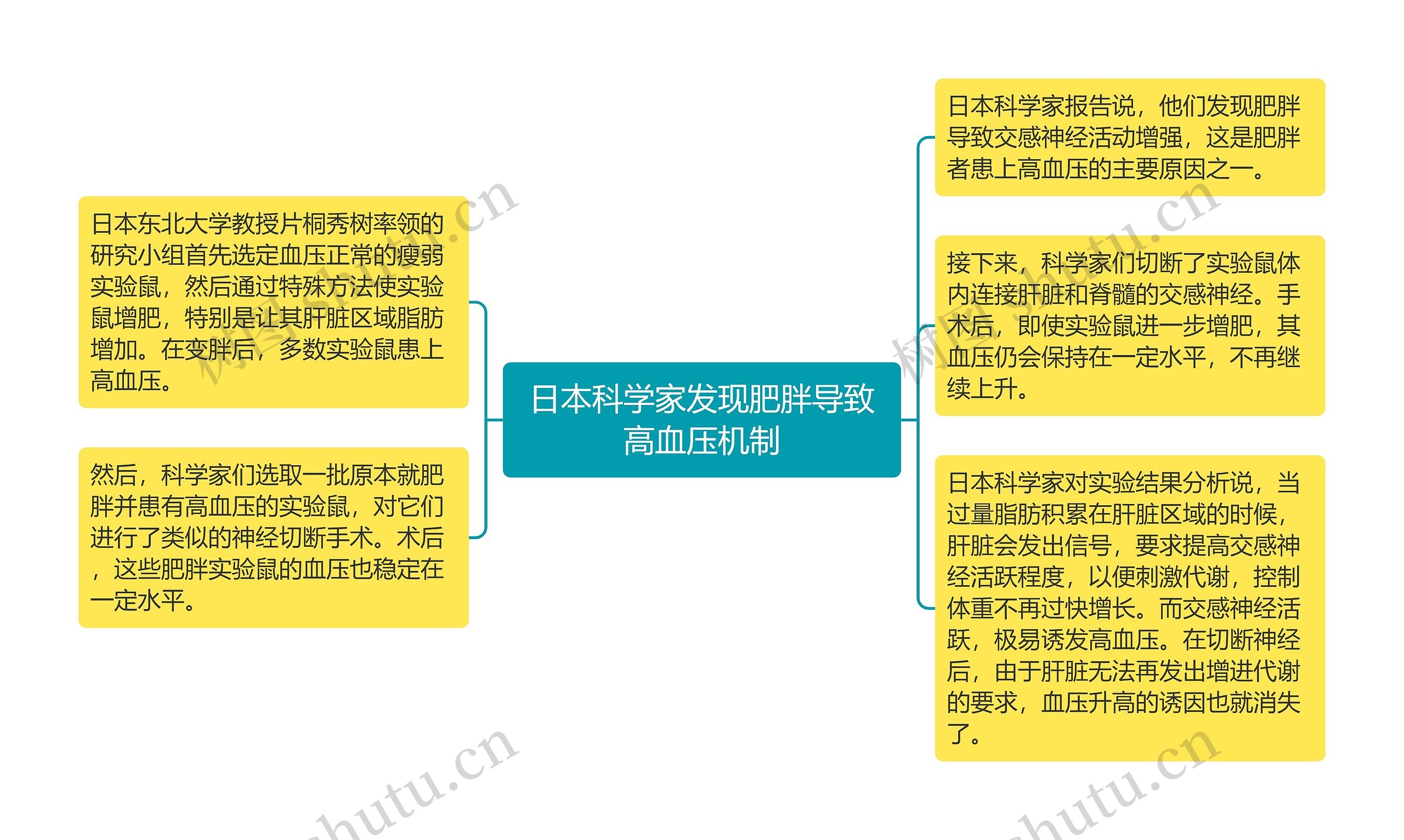 日本科学家发现肥胖导致高血压机制