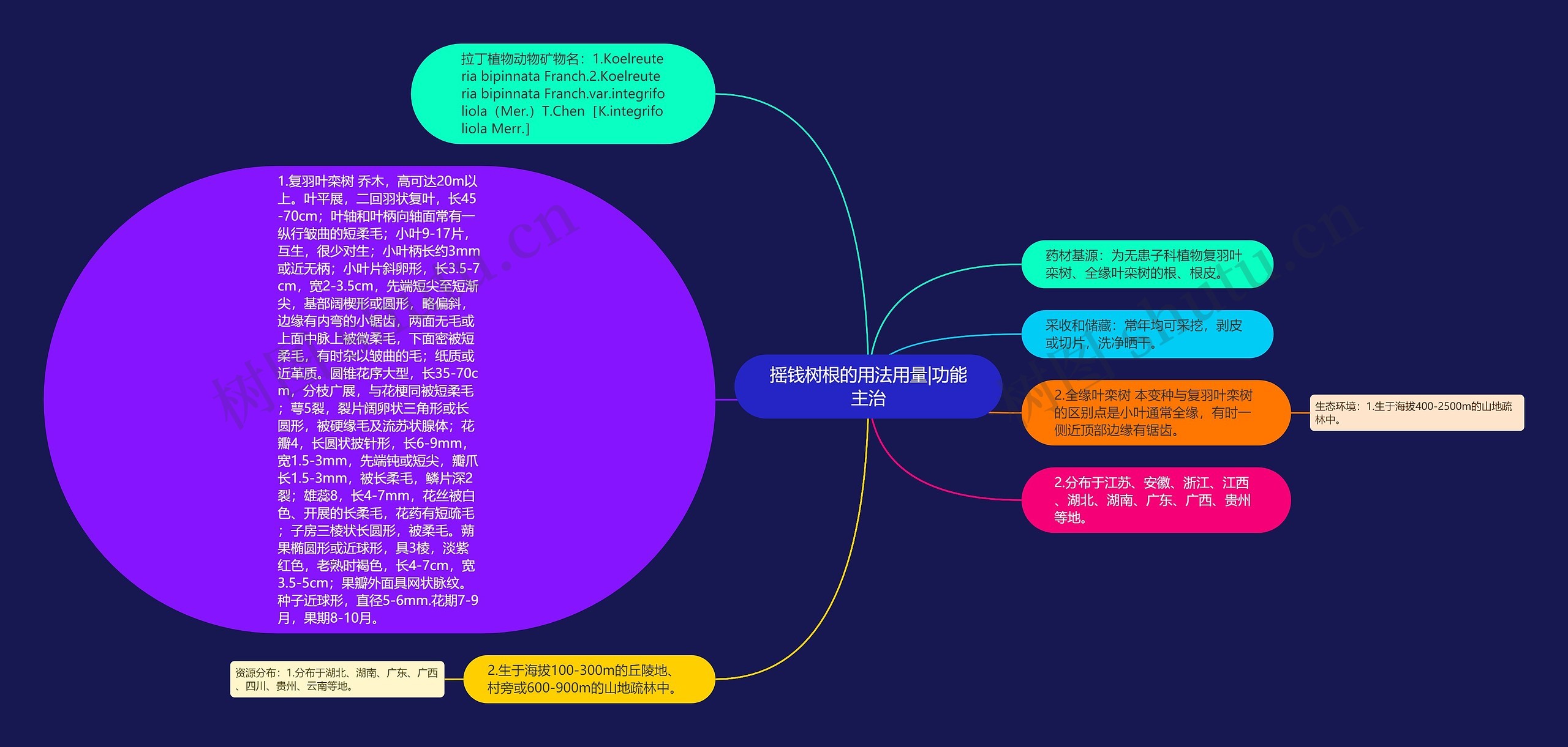 摇钱树根的用法用量|功能主治思维导图