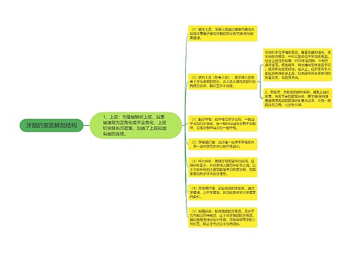 牙龈的表面解剖结构