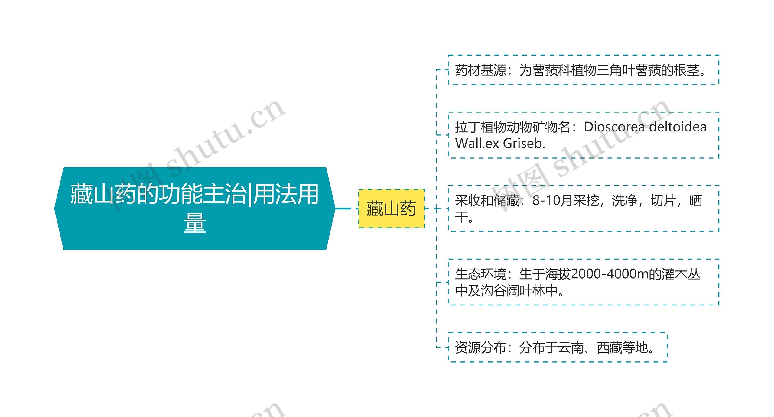 藏山药的功能主治|用法用量思维导图