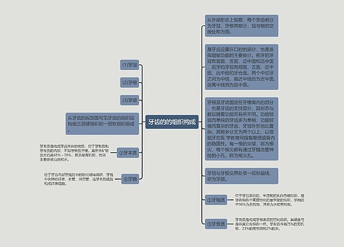 牙齿的的组织构成