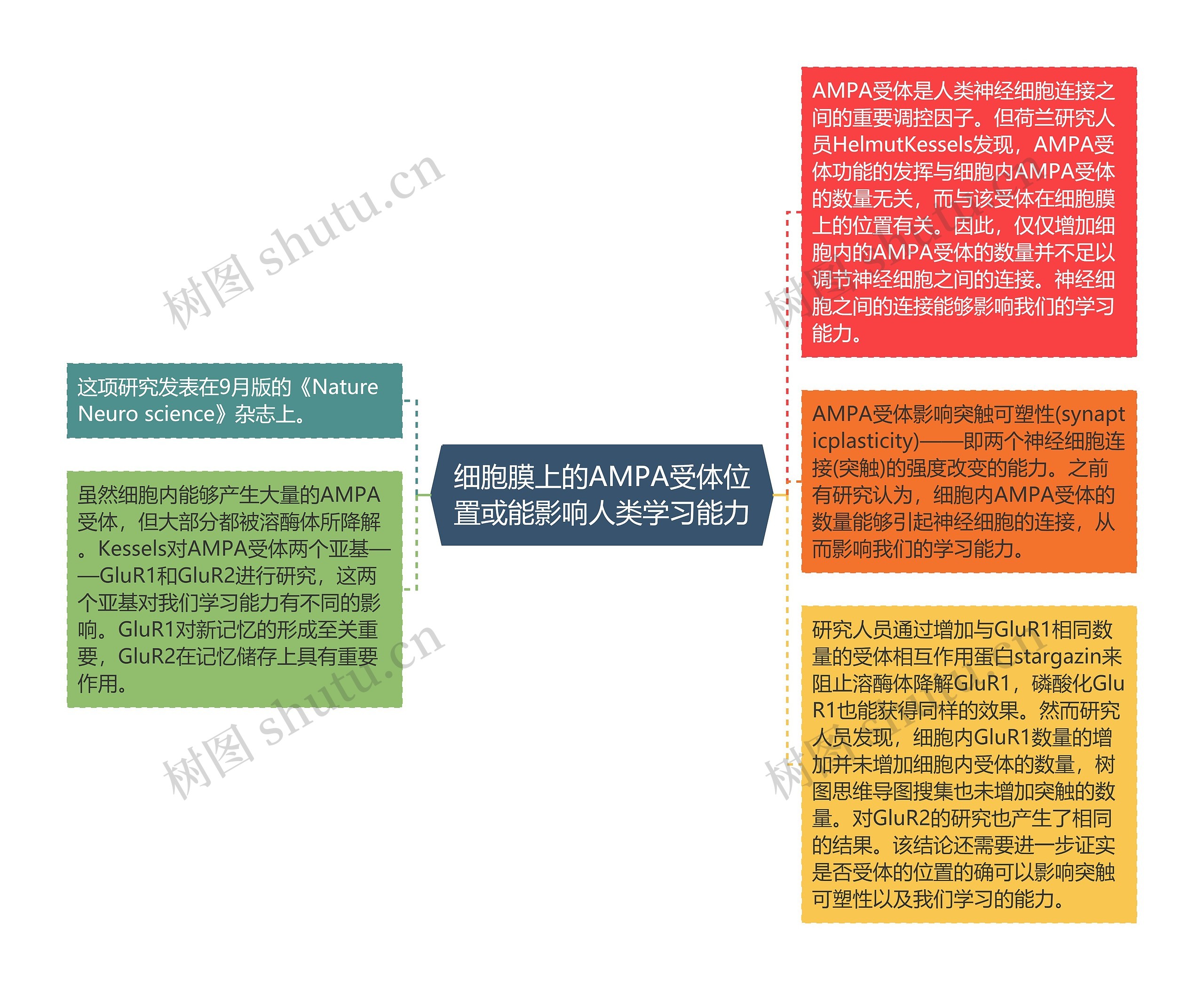 细胞膜上的AMPA受体位置或能影响人类学习能力