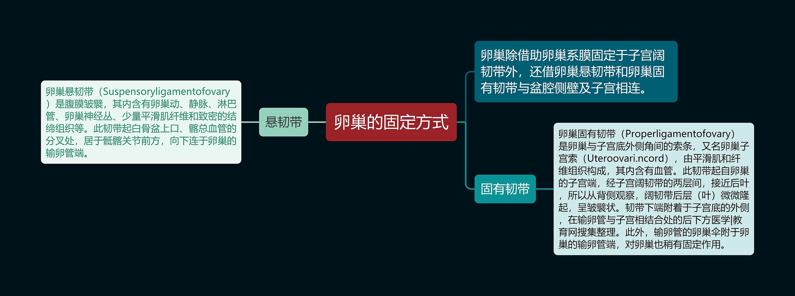 卵巢的固定方式思维导图