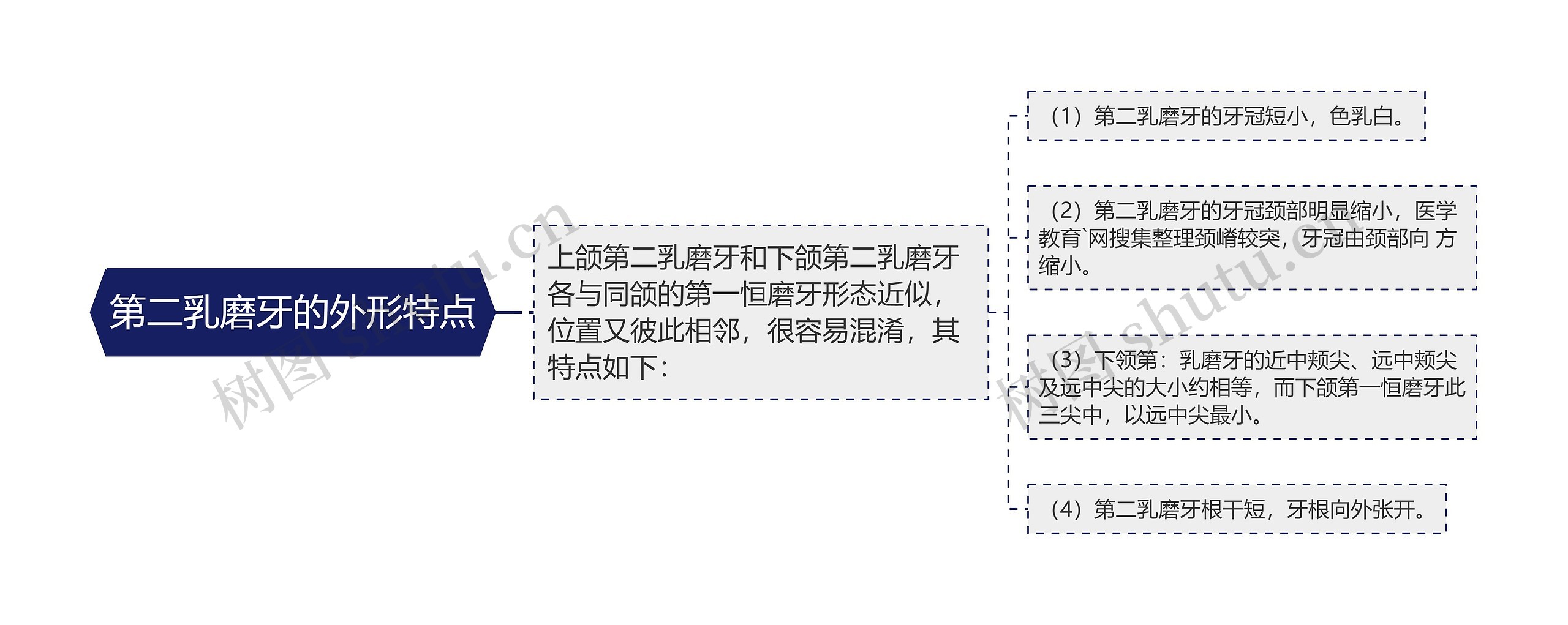 第二乳磨牙的外形特点思维导图