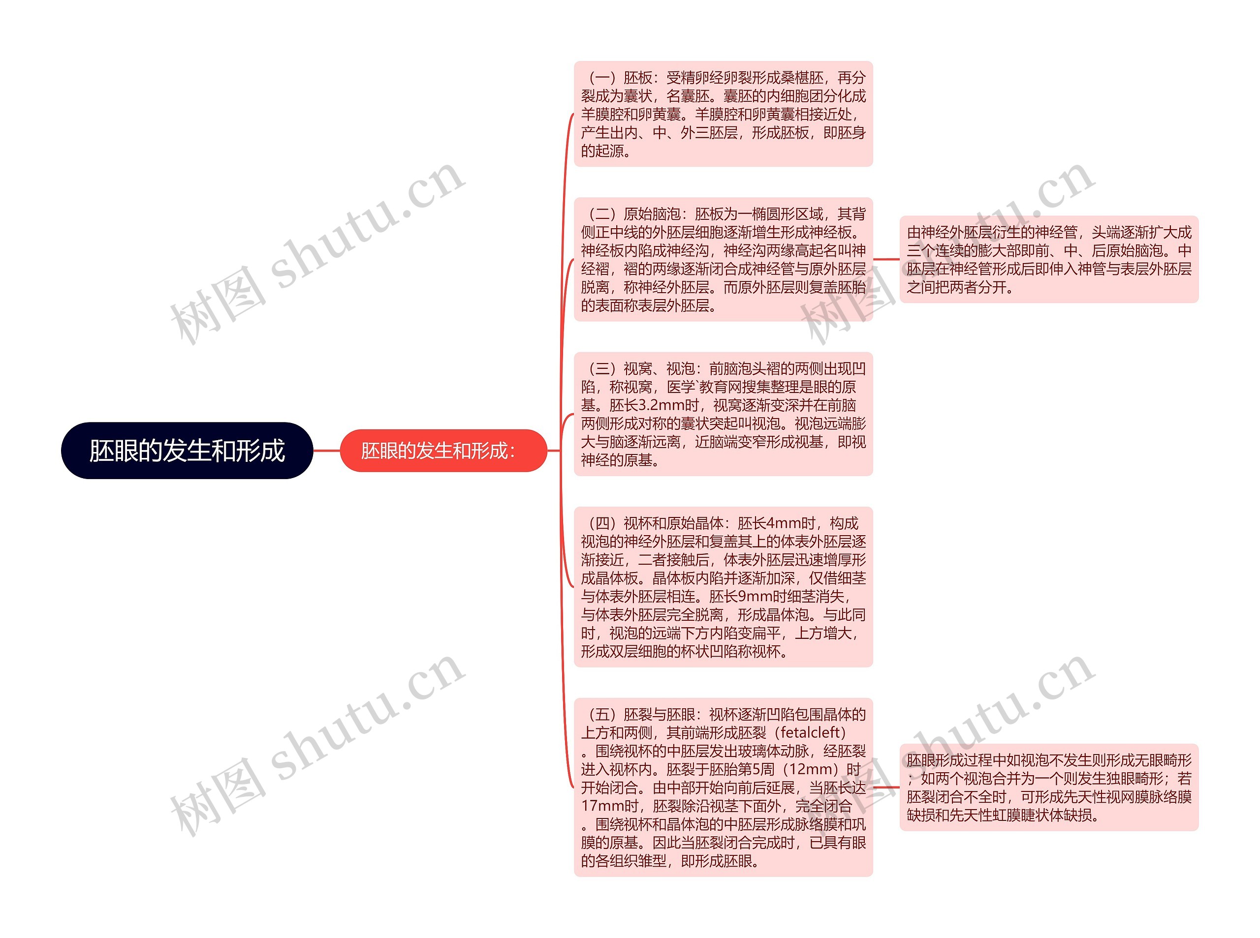 胚眼的发生和形成思维导图