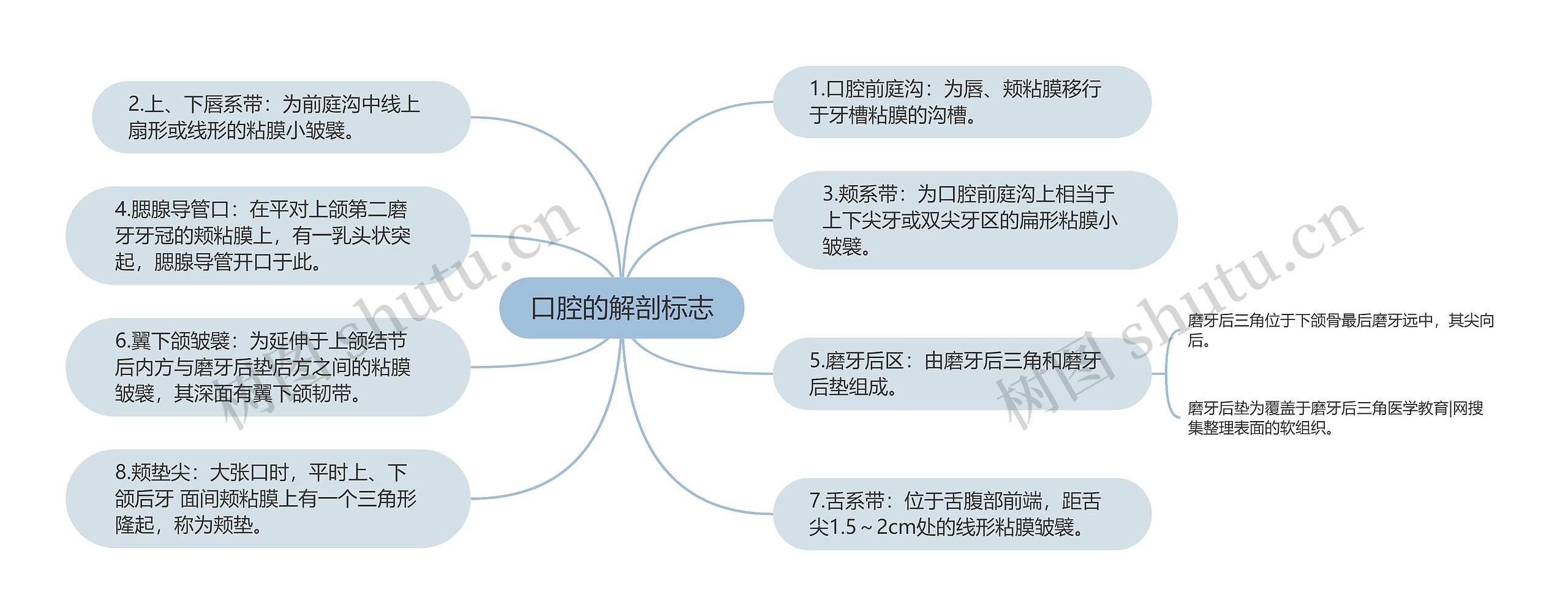 口腔的解剖标志