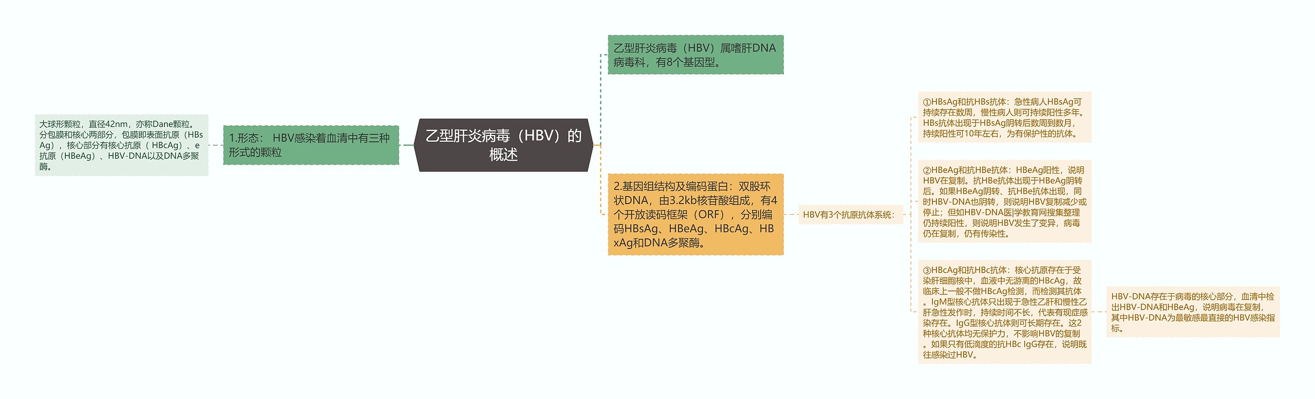 乙型肝炎病毒(HBV)的概述 乙型肝炎病毒(HBV)的概述